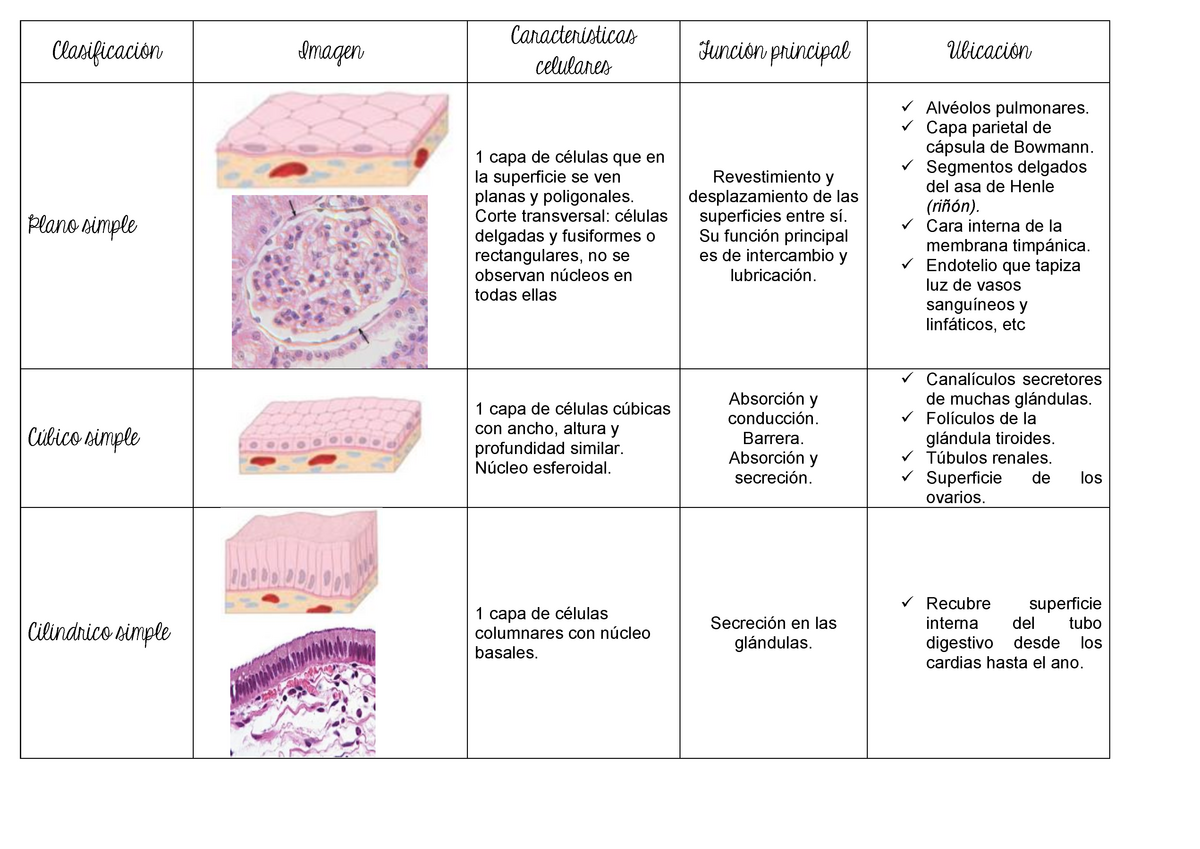 Clasificación Tejido Epitelial Clasificación Imagen Características Celulares Función 