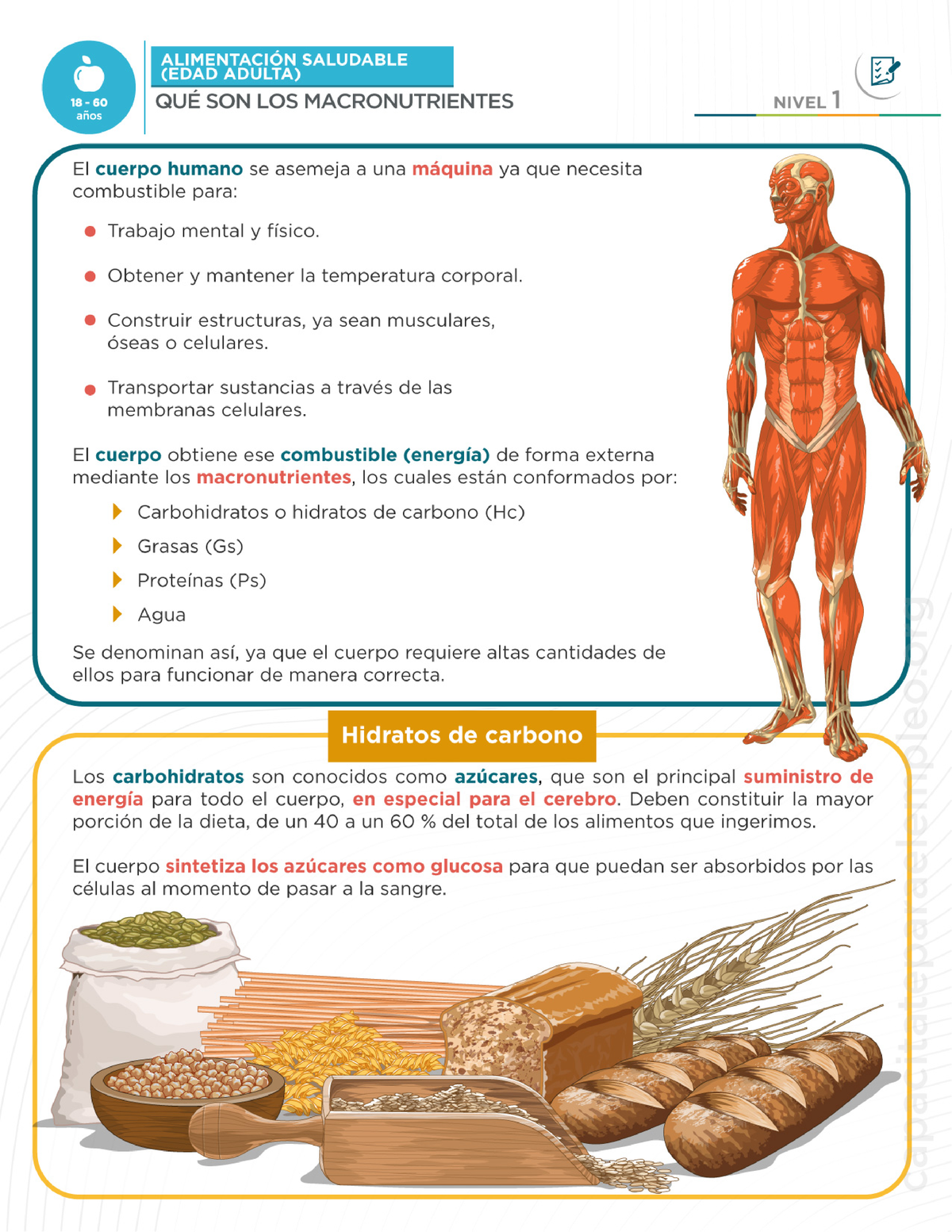 Qu Son Los Macronutrientes Nutrici N Studocu