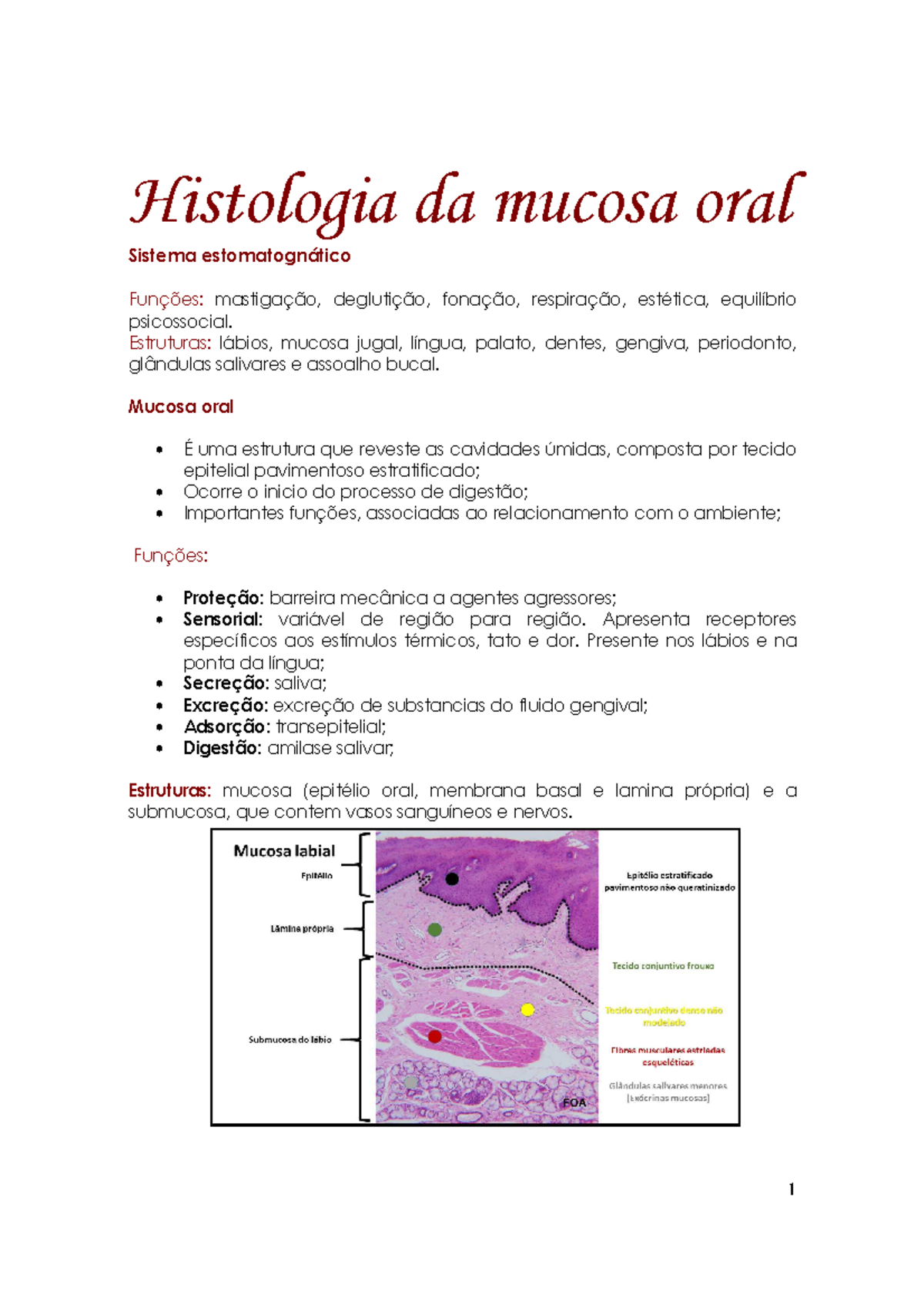 Histologia da mucosa oral Histologia da mucosa oral Sistema
