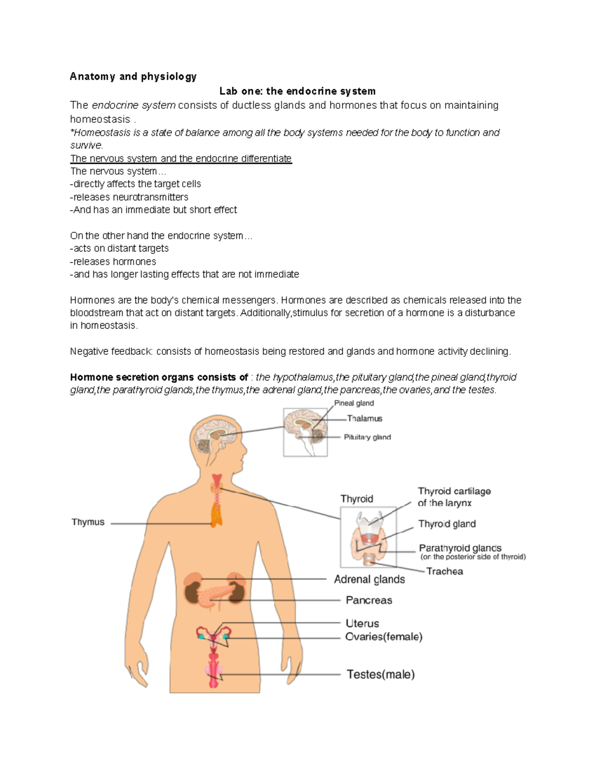 Lab one - anatomy and physiology lab one notes - Anatomy and physiology ...