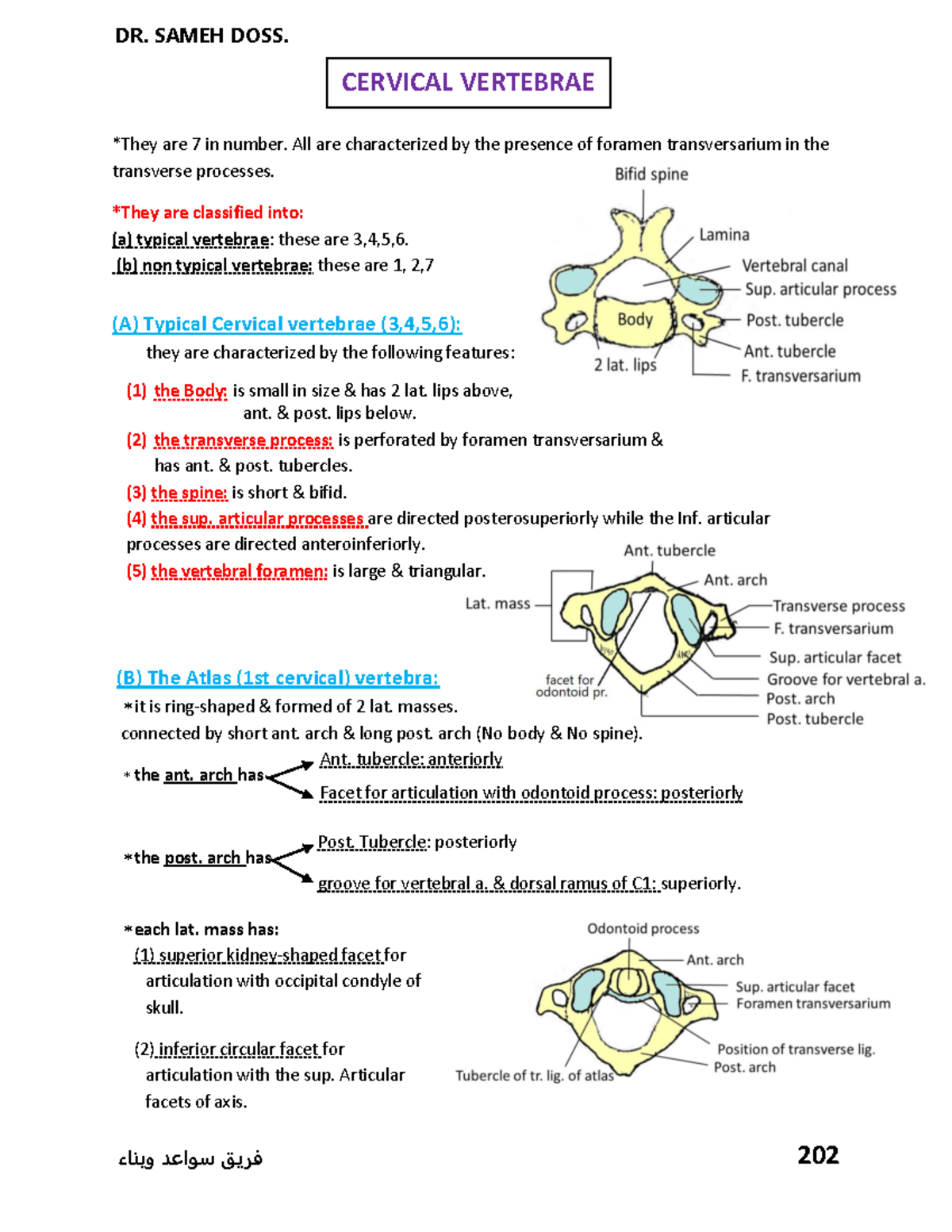 Cervical Vertebrae - Head and Neck Anatomy ( atlas included ) - *They ...