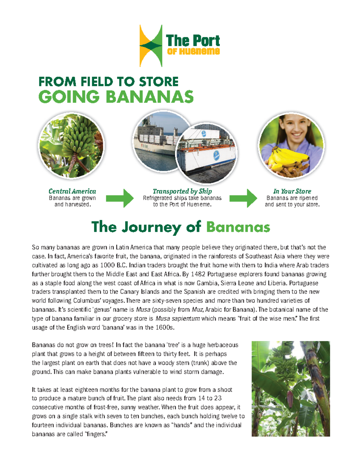 banana food journey