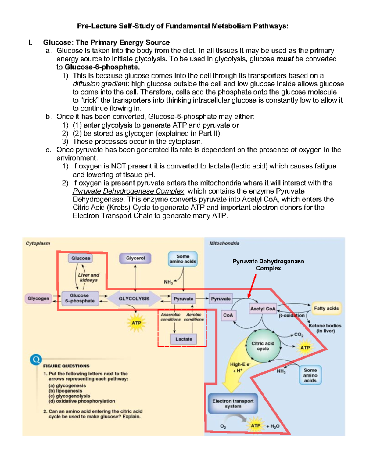 Metabolism Review - Pre-Lecture Self-Study of Fundamental Metabolism ...