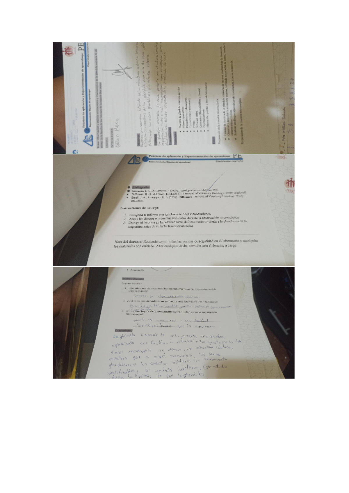 Informe 1 anatomia - rgrg - administrative Voca description do dental ...