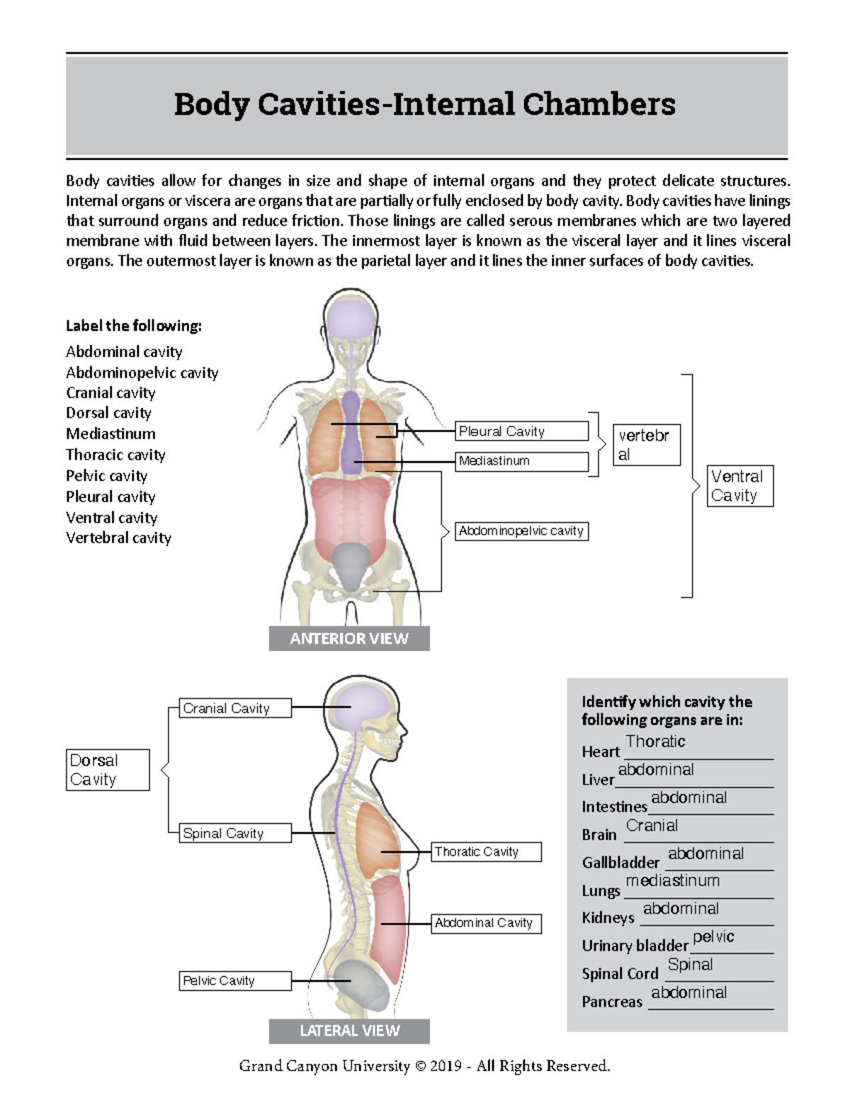 BIO 201L RS Online Body Cavities Fillable - BIO-201L - GCU - Studocu