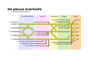 Bovenarmspieren - Samenvatting Functionele Anatomie: Extremiteiten En ...