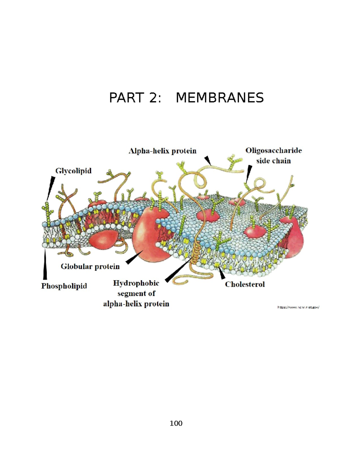 Lab Manual Part 2 - PART 2: MEMBRANES INTRODUCTION To MEMBRANES LAB The ...