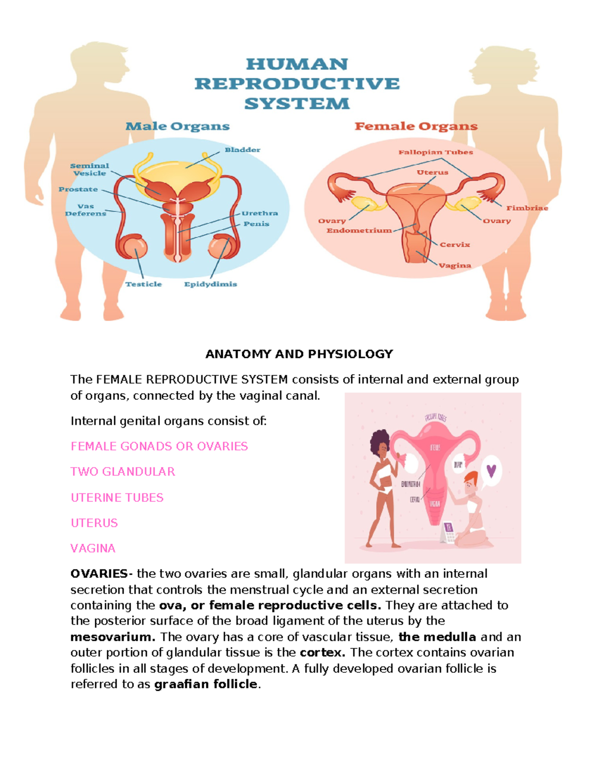 Reproductive- System - Notes - ANATOMY AND PHYSIOLOGY The FEMALE ...