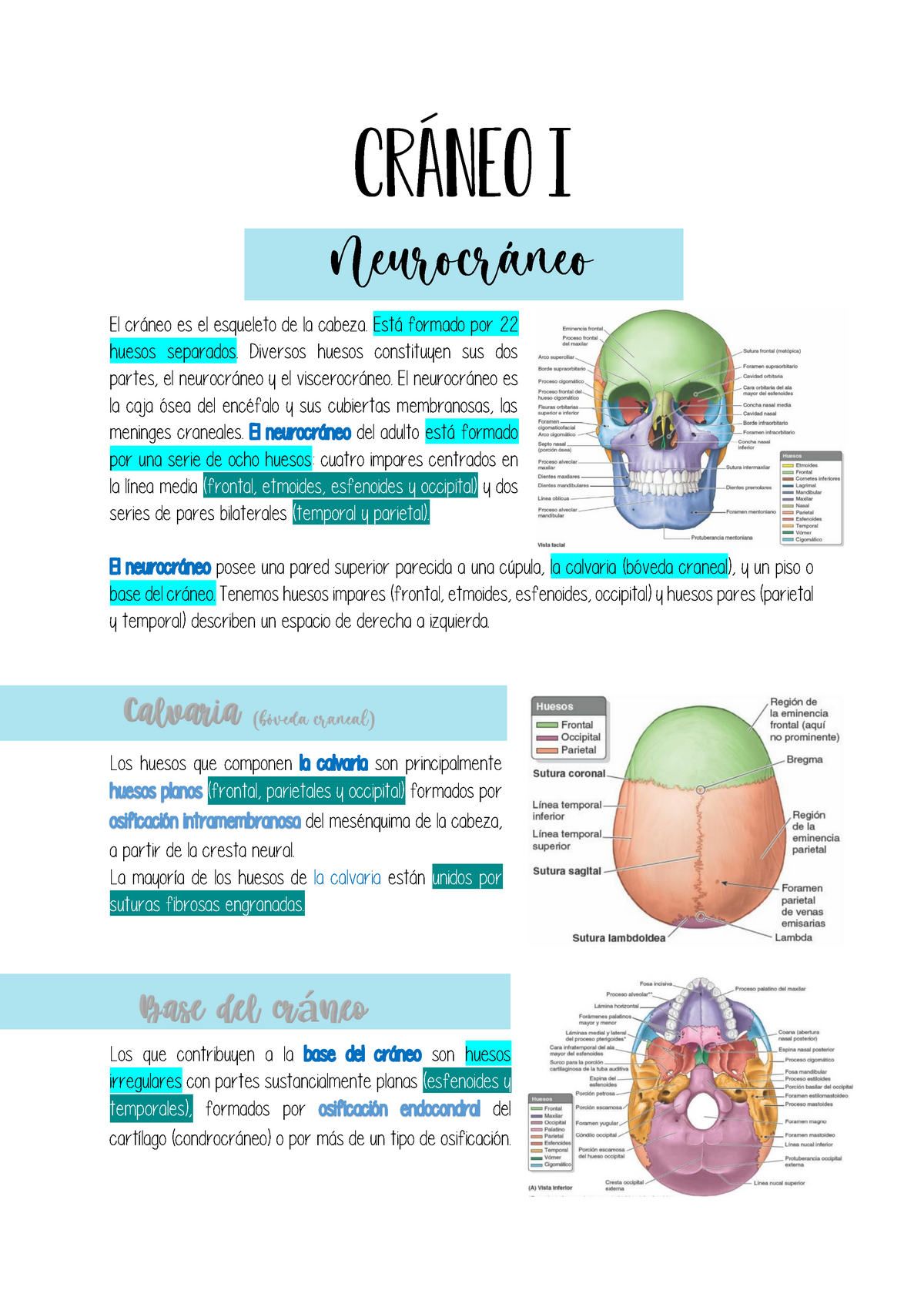 Repaso De Huesos Del Neurocráneo I - CRÁNEO I Neurocráneo El Cráneo Es ...