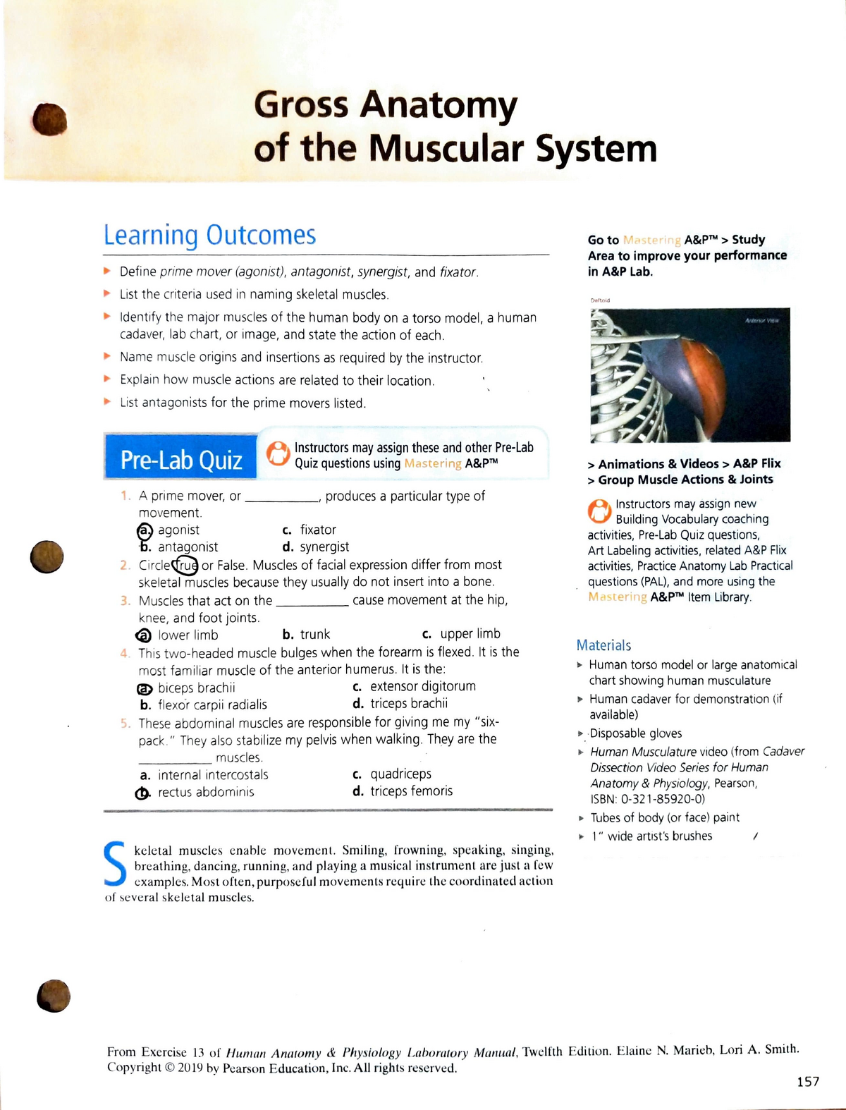 gross-anatomy-of-the-muscular-system-gross-anatomy-of-the