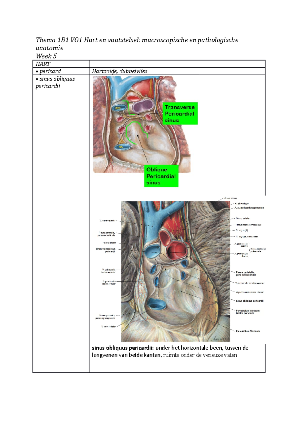 Thema 1B1 VO1 Hart en vaatstelsel - cava superior resp. aorta en ...