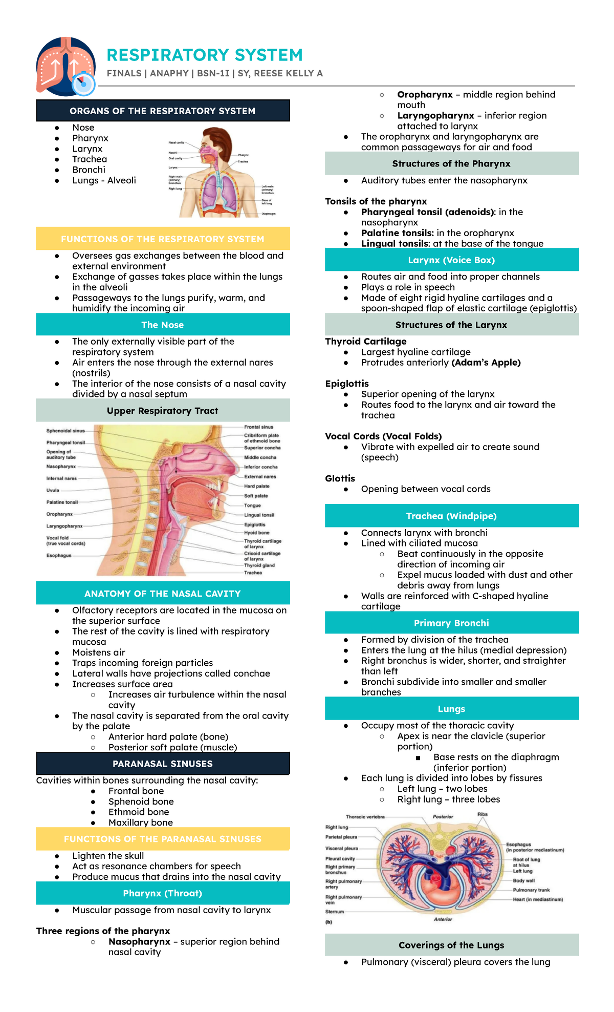 Respiratory System - Anaphy -Dullin ; Marieb - RESPIRATORY SYSTEM ...