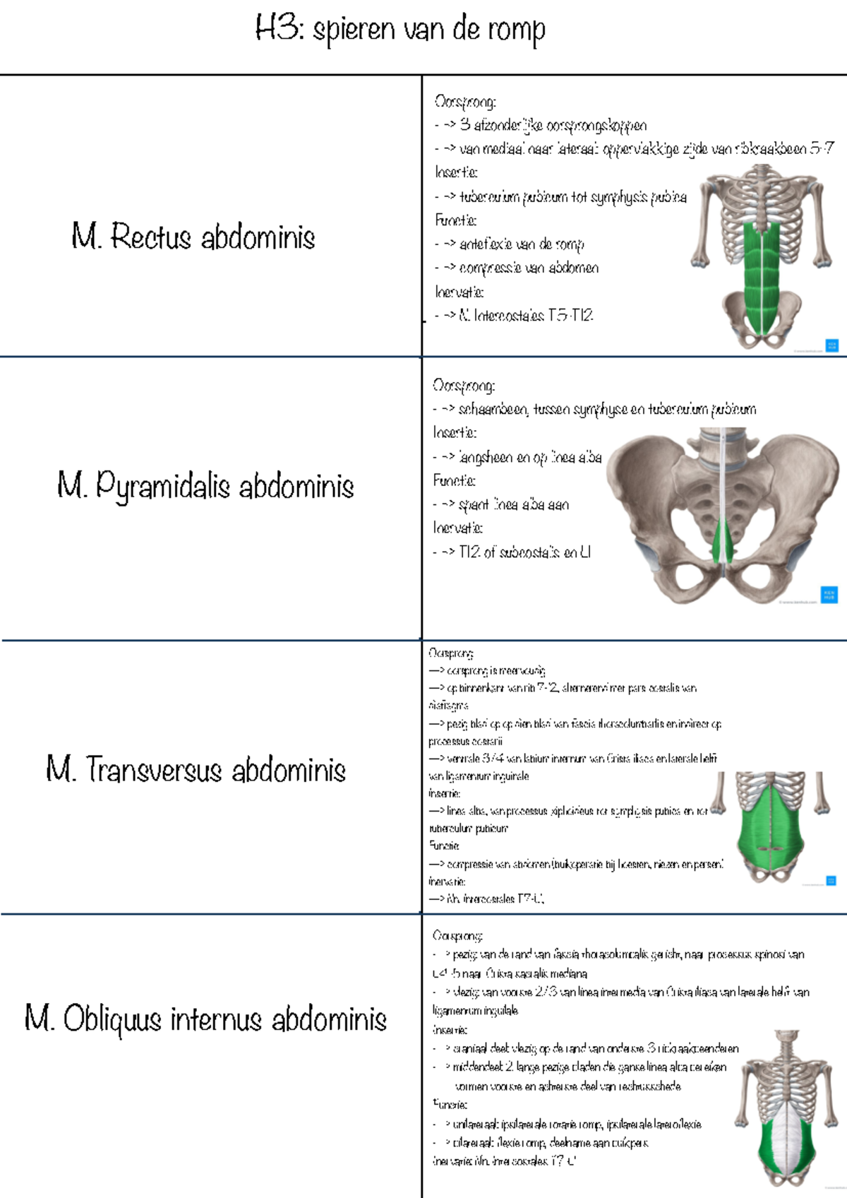 Spieren - H3: spieren van de romp M. Rectus abdominis Oorsprong: —> 3 ...
