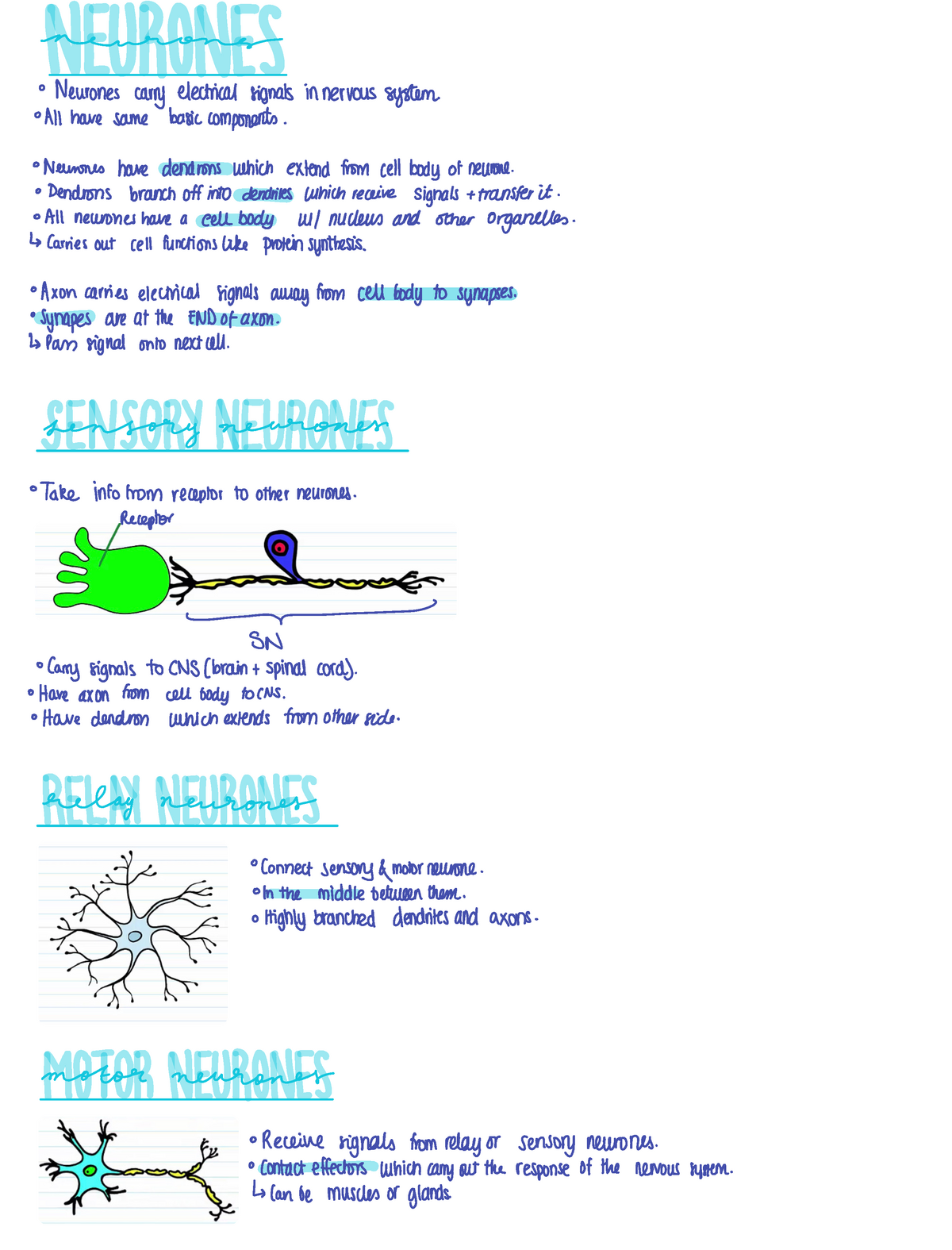 Neurones Notes - OCR A - ####### Neurons Neurones Carry Electrical ...