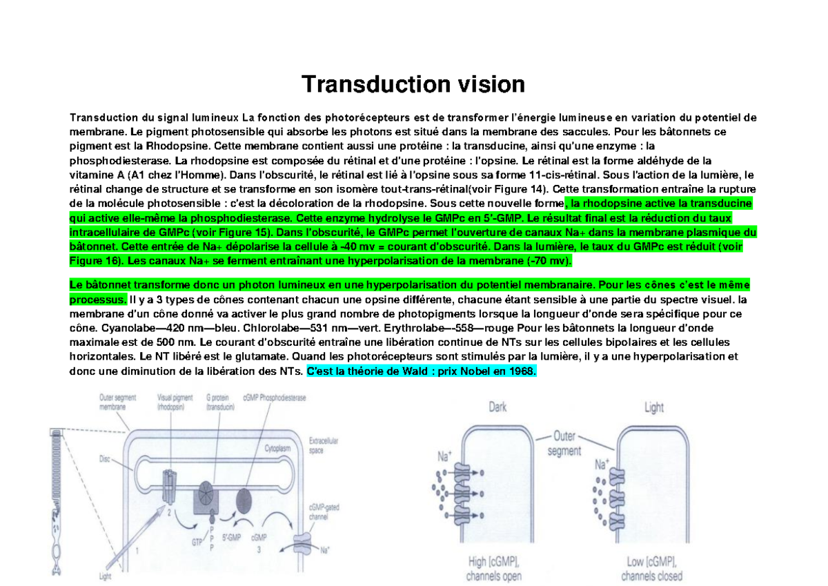 Transduction vision systeme sensorielle Transduction vision