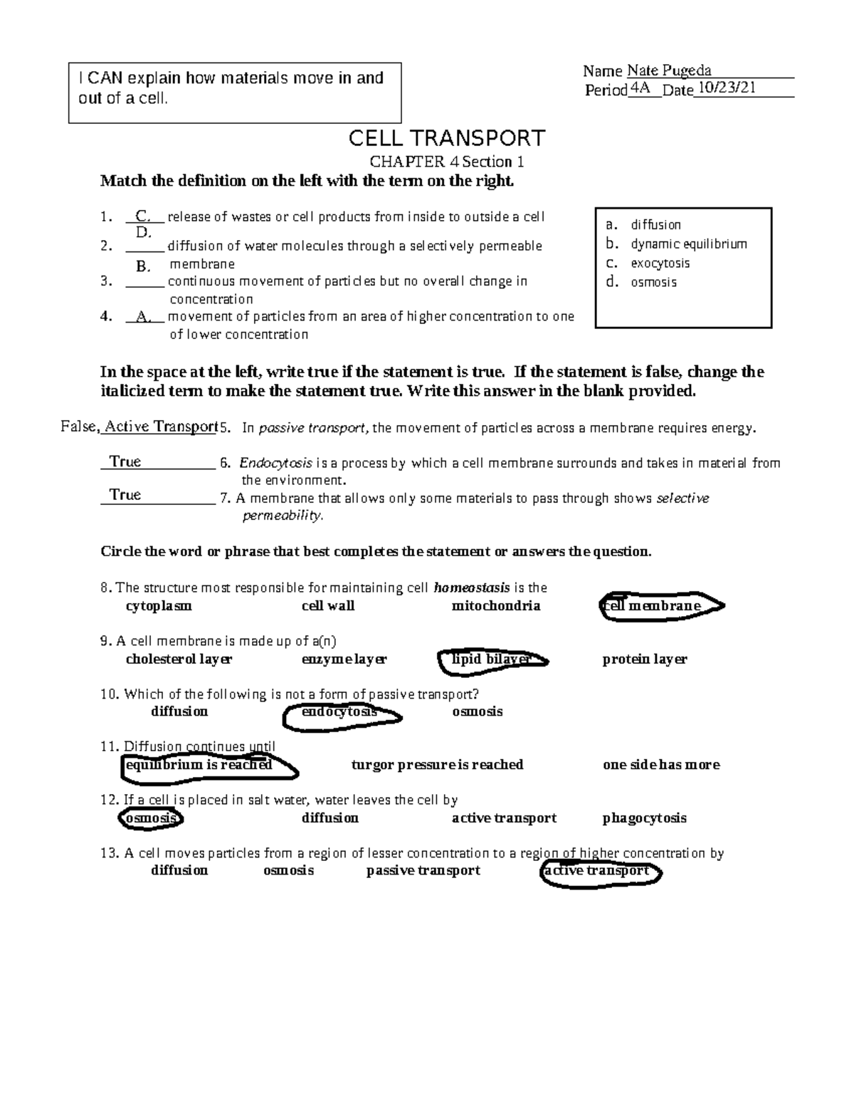 CELL Transport - WORK Sheet - Name Period____Date____________ CELL TRANSPORT  - Studocu