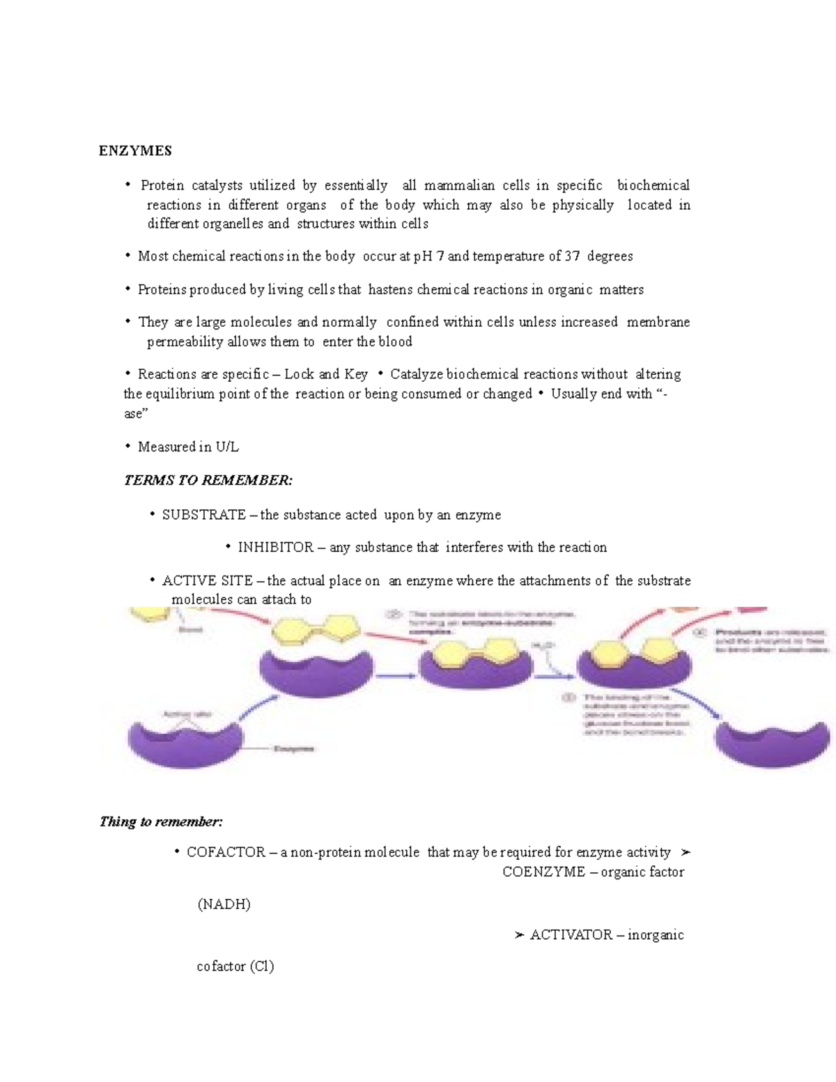 Enzymes Enzymology ENZYMES Protein catalysts utilized by