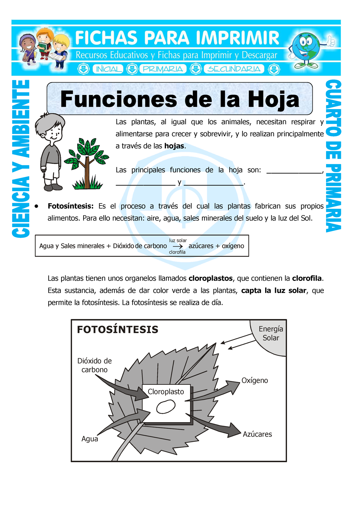 Ficha Funcion De La Hoja Para Cuarto De Primaria - Las Plantas, Al ...