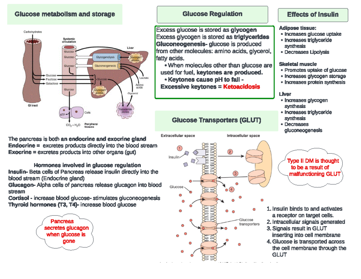 Concept Map Ch 41 Glucose regulation - Glucose metabolism and storage ...