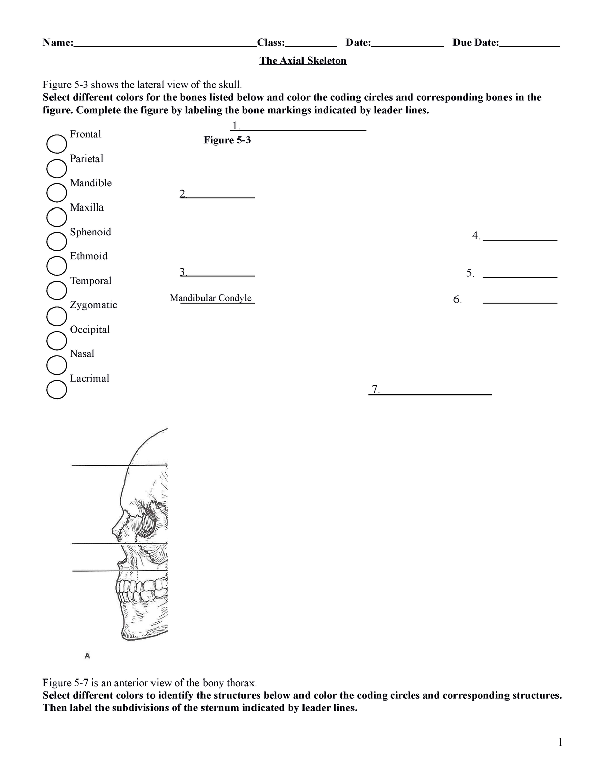 axial-skeleton-labeling-the-axial-skeleton-figure-5-3-shows-the