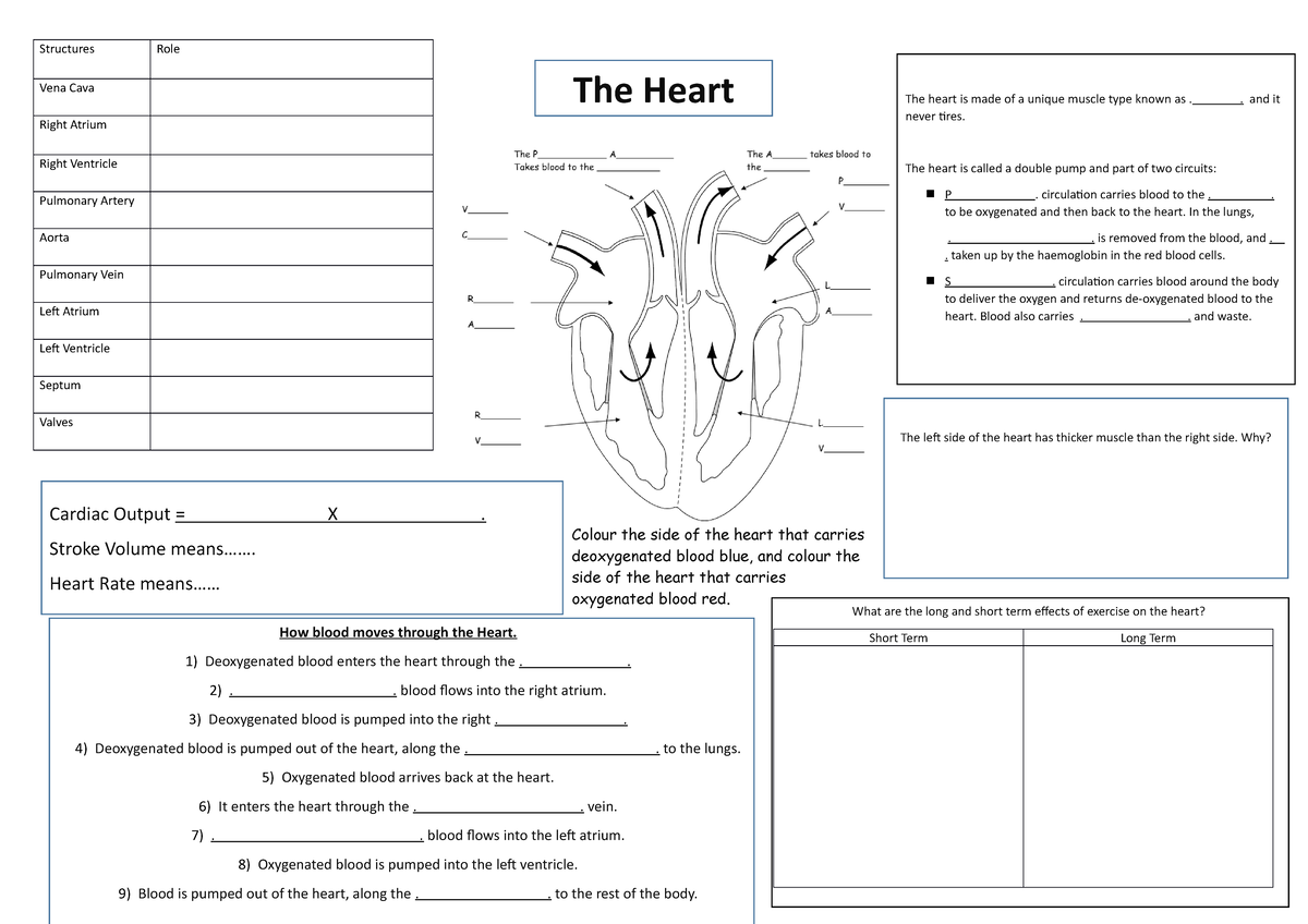 Heart-worksheet - lesson plan worksheet - Structures Role Vena Cava ...