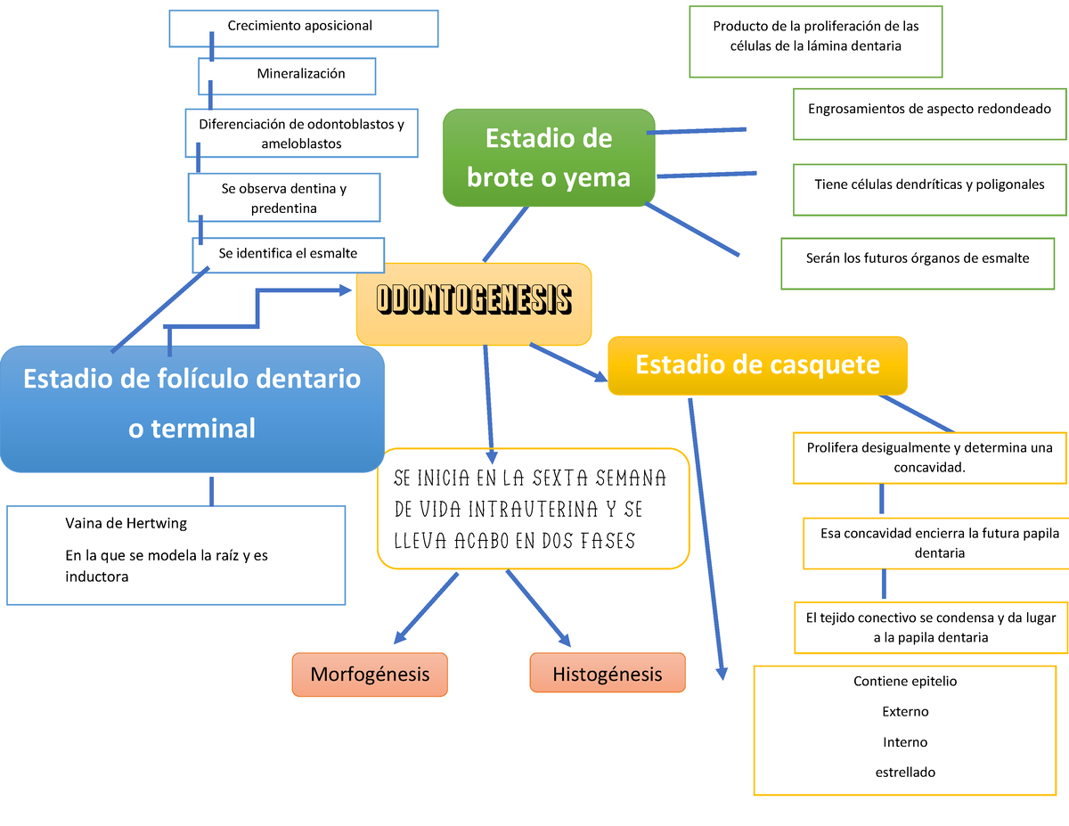 mapa mental de la odontogenesis - Odontogenesis Se inicia en la sexta  semana de vida intrauterina y - Studocu