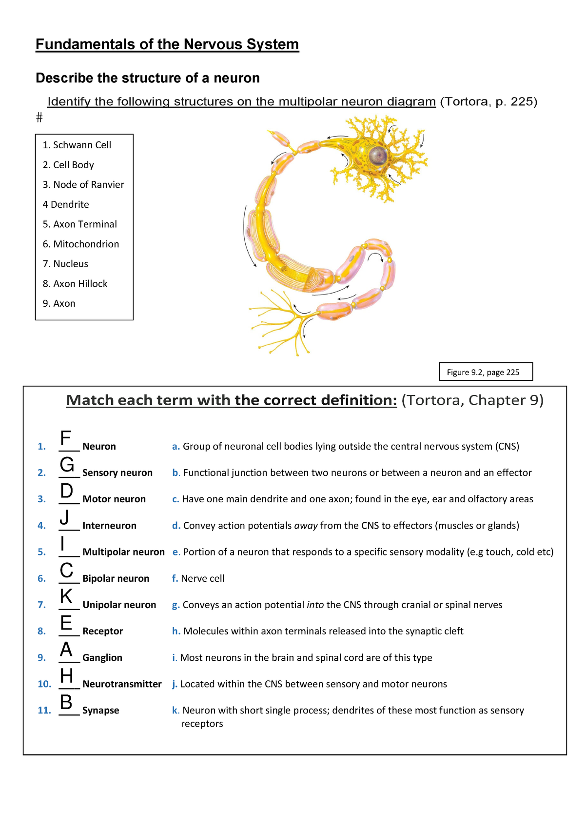 Tutorial 3 Nervous System Interactive Worksheet - Fundamentals Of The ...