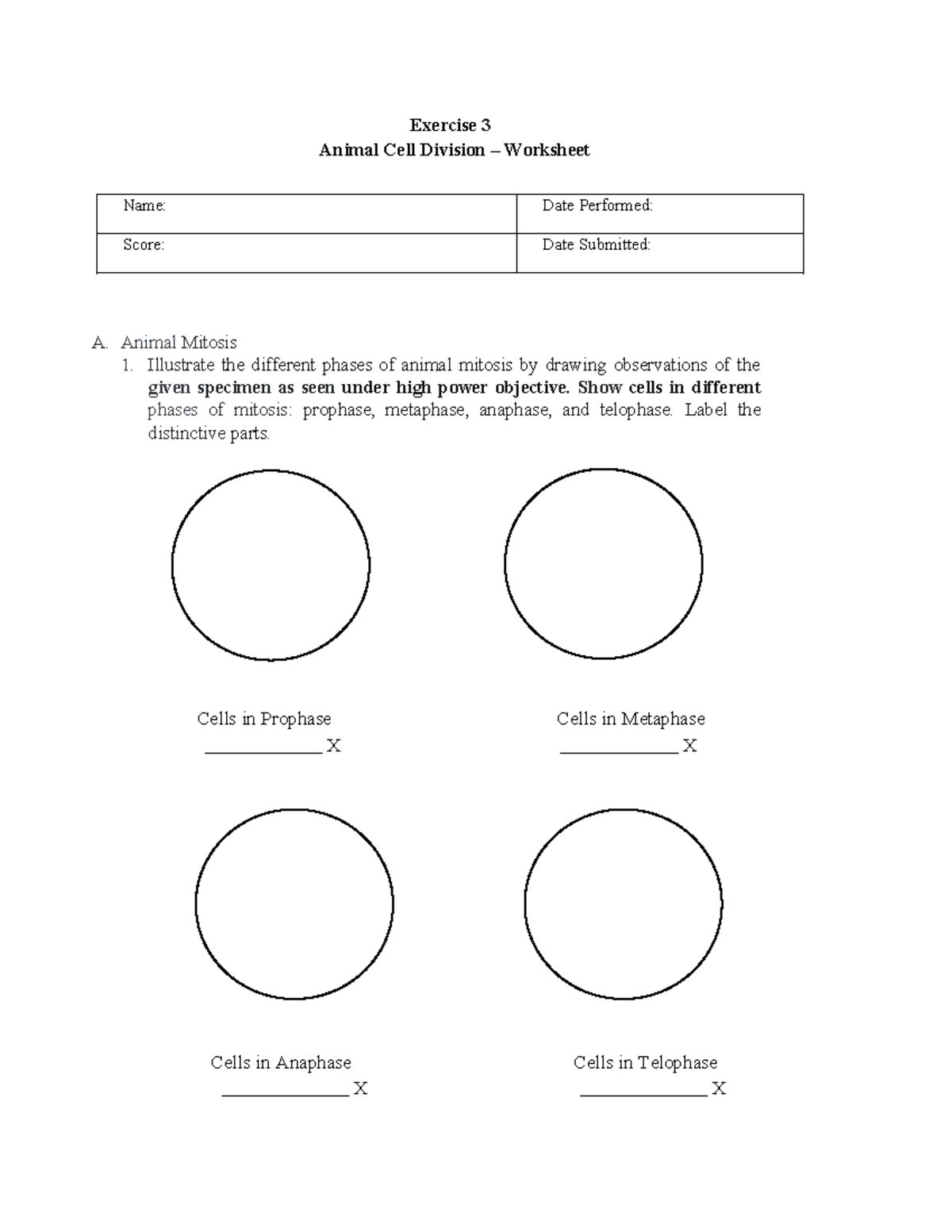 Exercise 3 - Animal Cell Division Worksheet - Exercise 3 Animal Cell ...