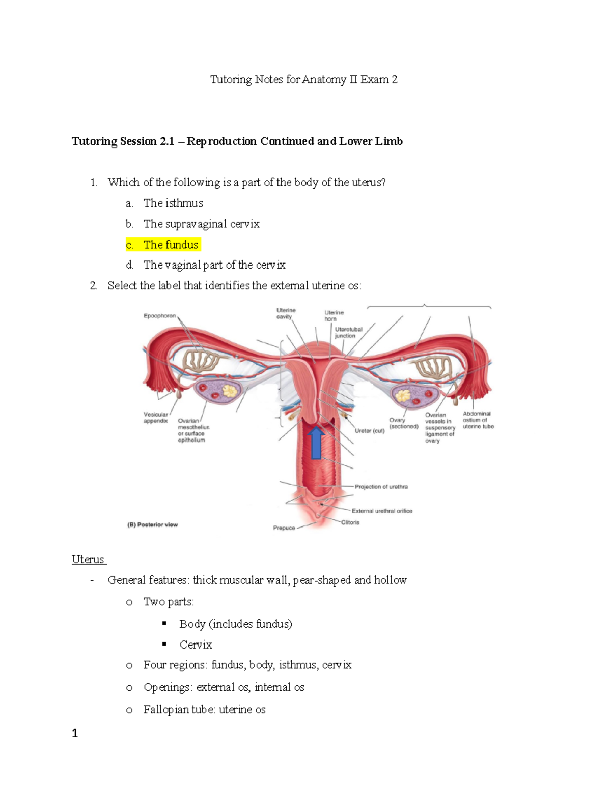 Tutoring Notes for Anatomy II Exam 2 - The isthmus b. The supravaginal ...