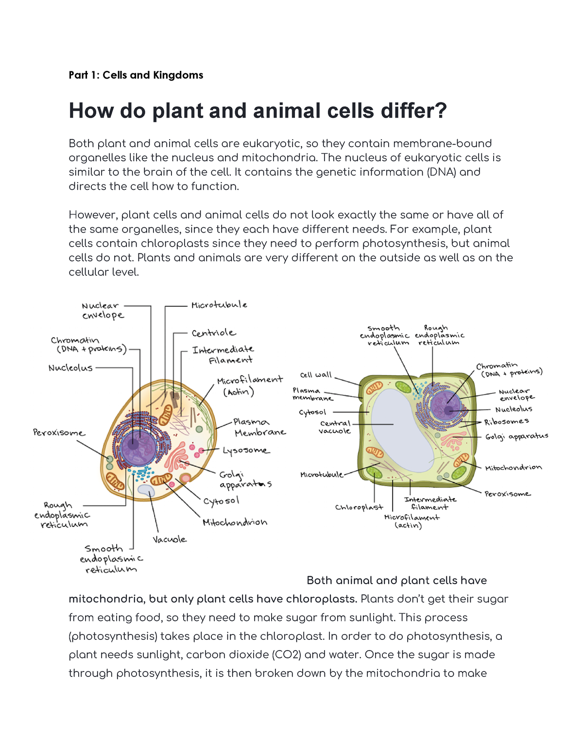 How do plant and animal cells differ - Part 1: Cells and Kingdoms How ...