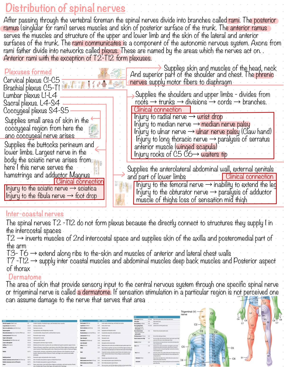 Anatomy And Physiology 2 Chapter 13 Pg 2 - BIOL203 - Studocu