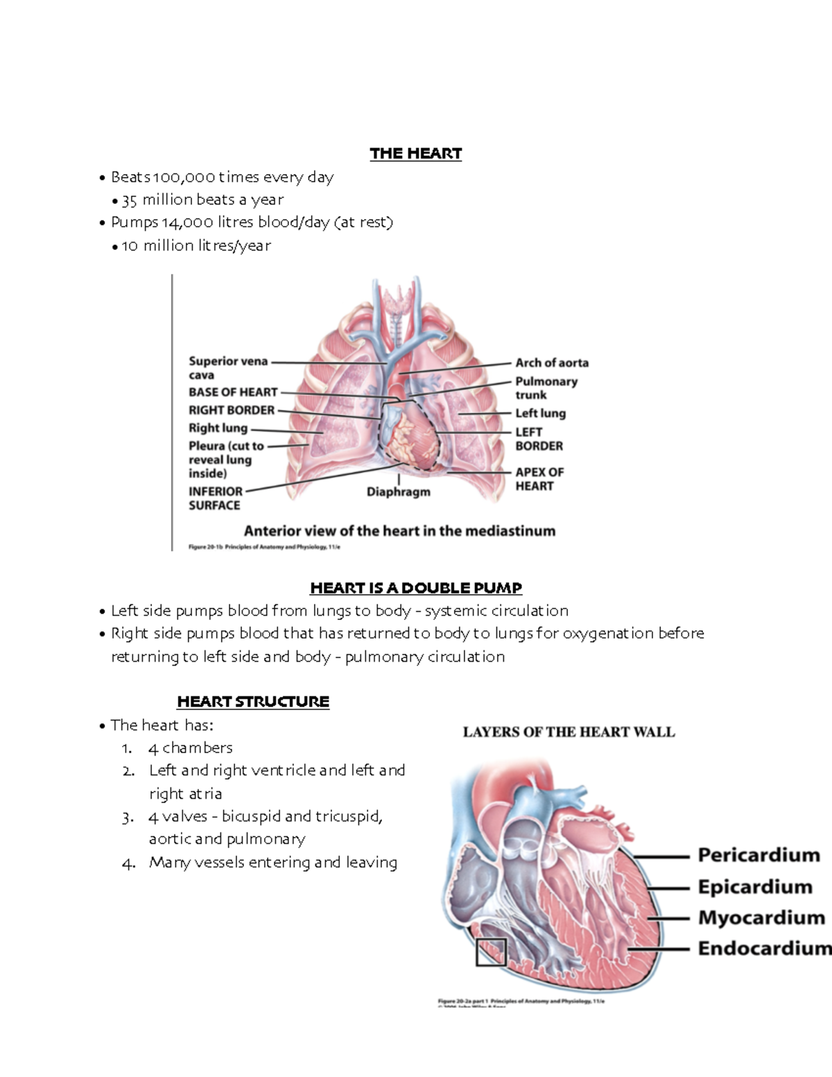 Biology 220 Midterm #3 Notes - THE HEART Beats 100,000 times every day ...