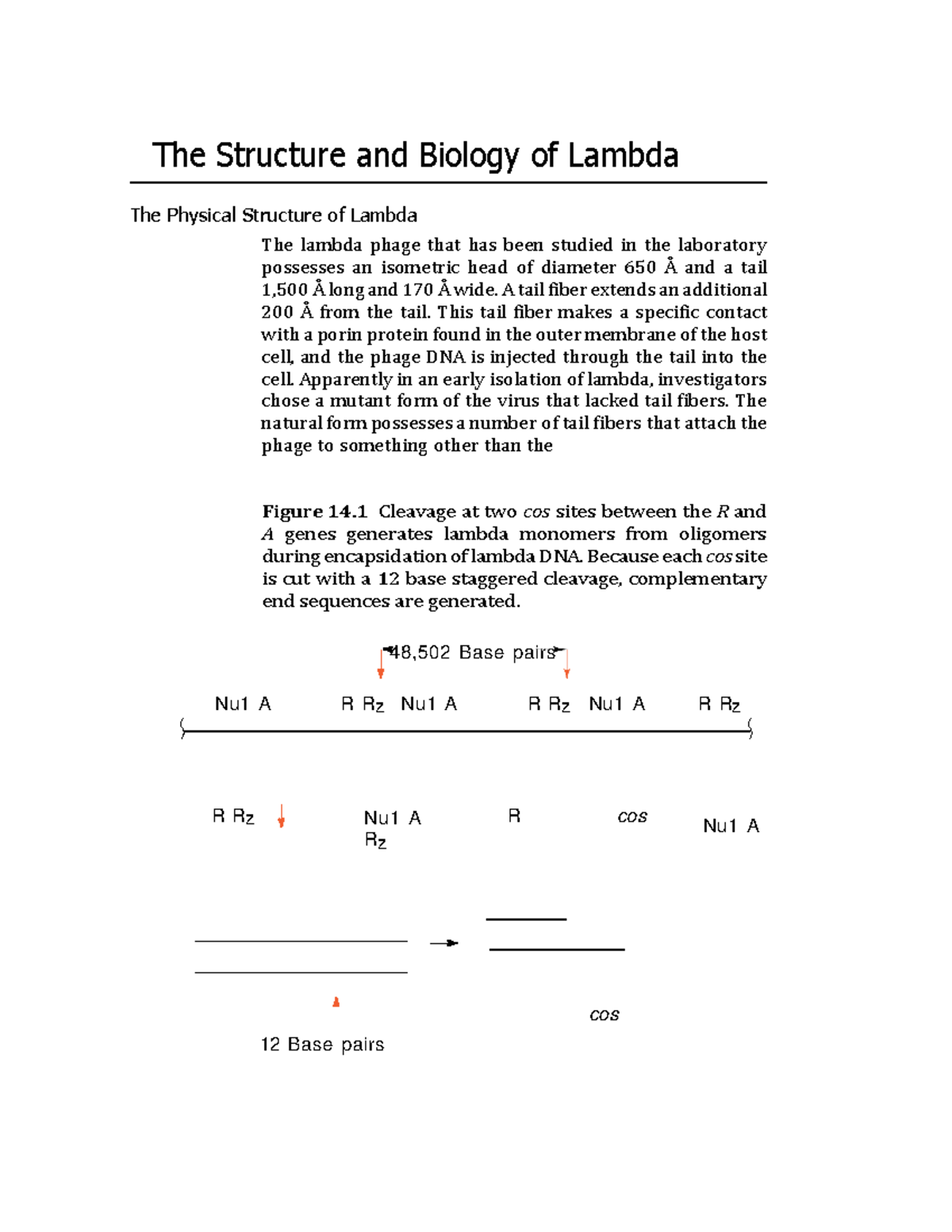 The Structure and Biology of Lambda A tail fiber extends an