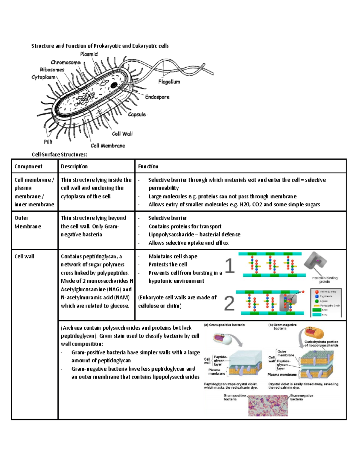 Structure and Function of Prokaryotic Eukaryotic Cells and Microscopy ...