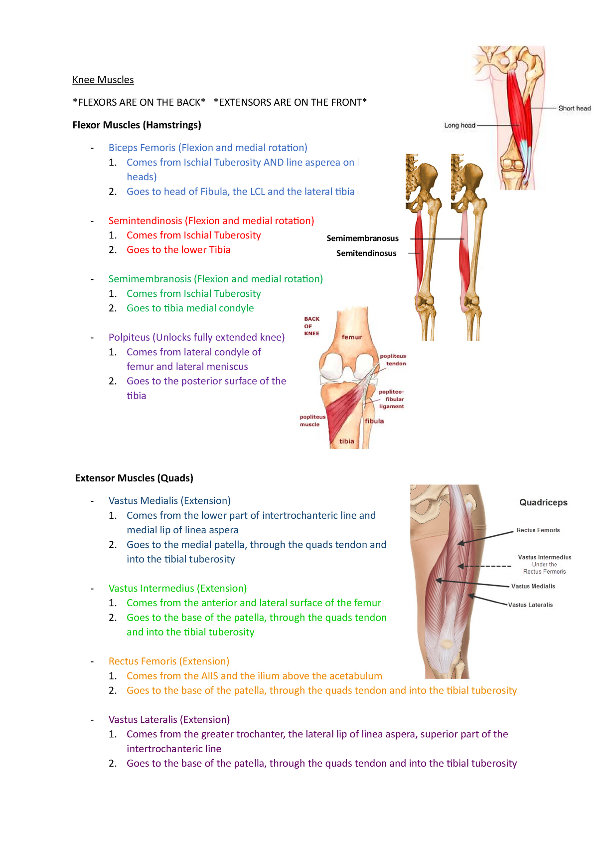 Knee Muscles - Knee Muscles *FLEXORS ARE ON THE BACK* *EXTENSORS ARE ON ...