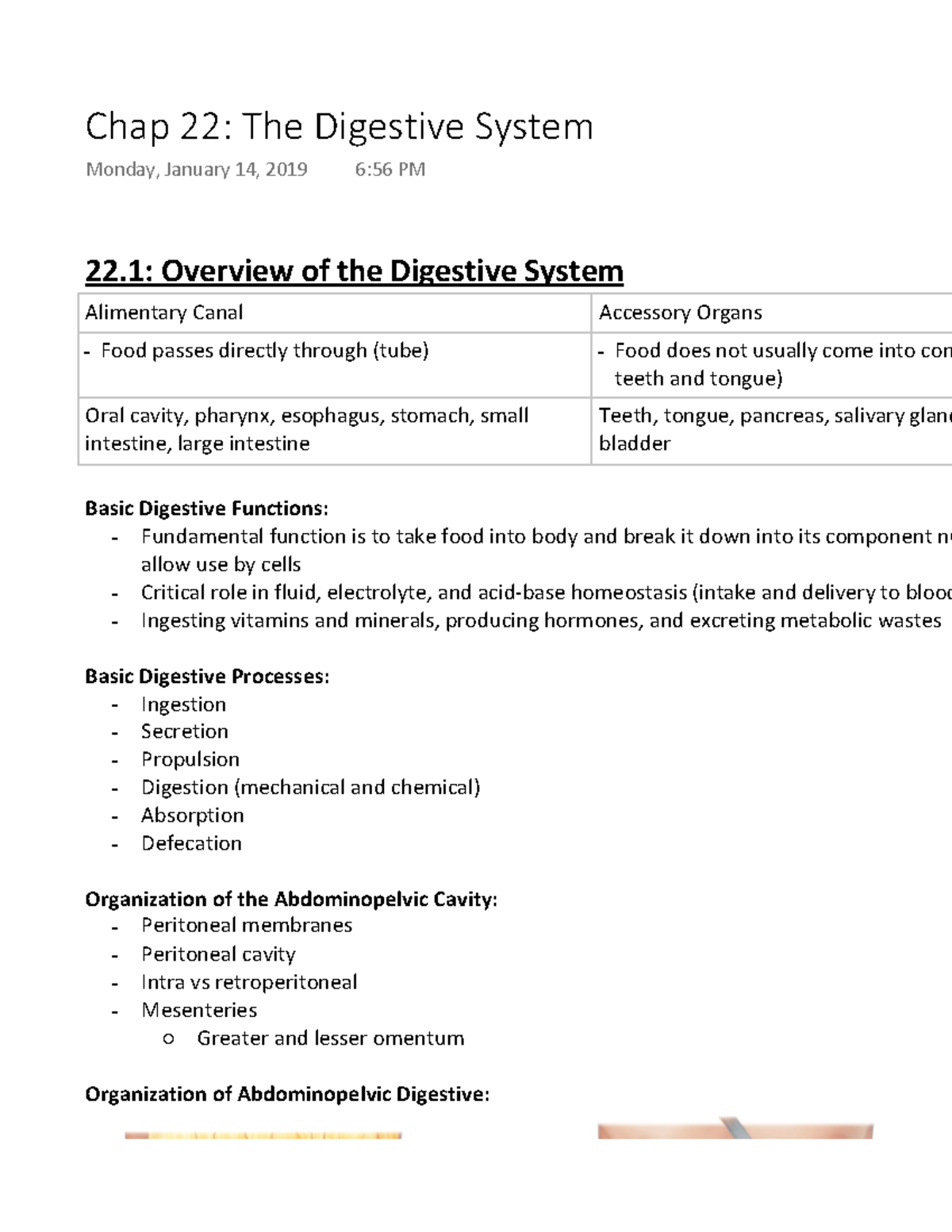 The Digestive System - First-year nursing anatomy and physiology exam ...