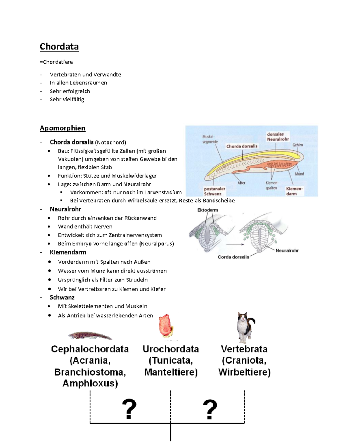 Beispiele Für Apomorphien : Evolution und Biodiversität der Pflanzen – PSVI