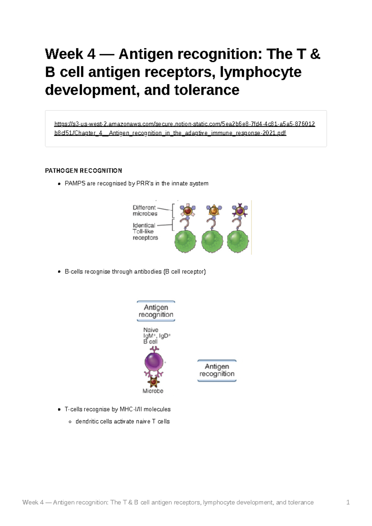 Week 4 Antigen recognition The T B cell antigen receptors lymphocyte ...