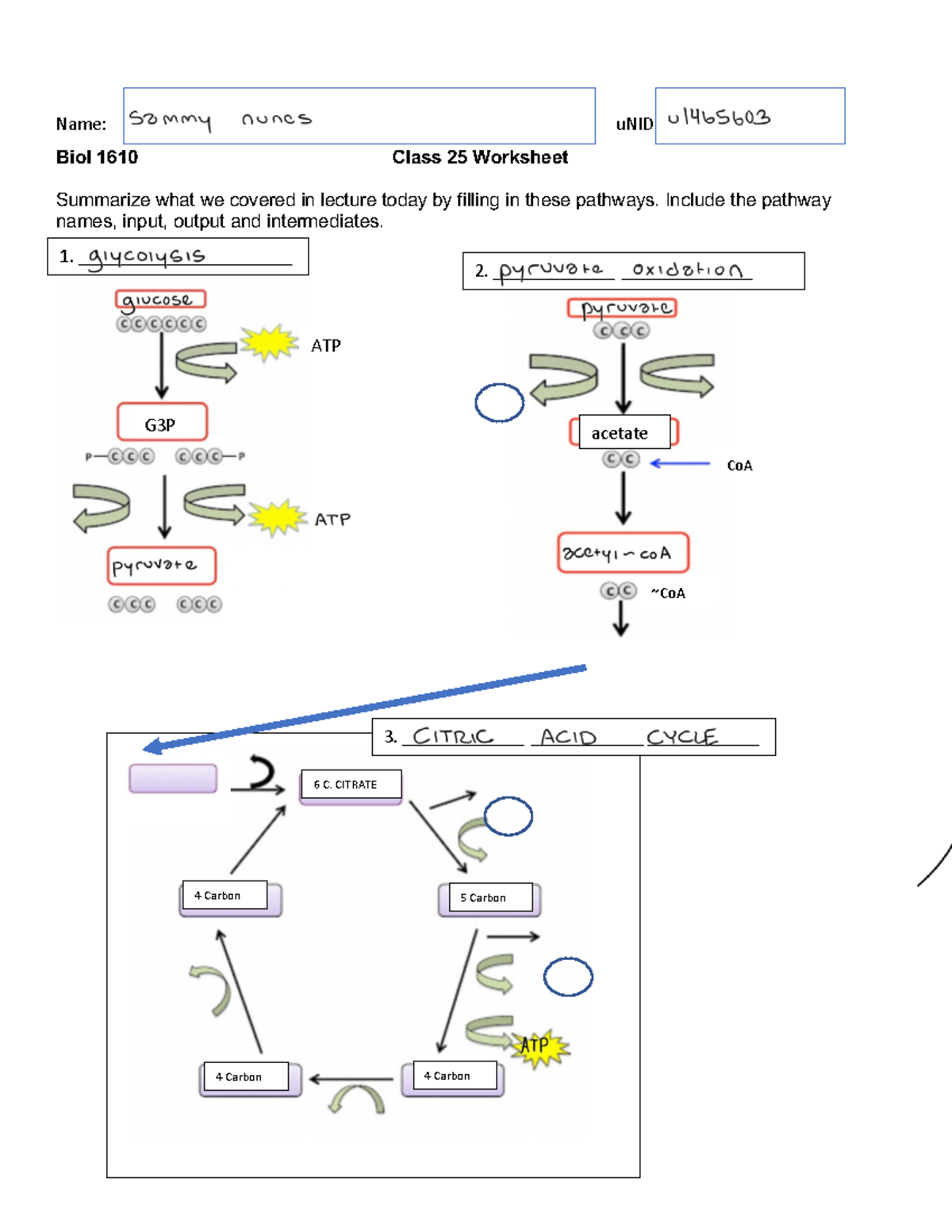 8-WS+25+Carb+Ox+%28lecture%29+F23 - BIOL 1610 - Name: uNID Biol 1610 ...