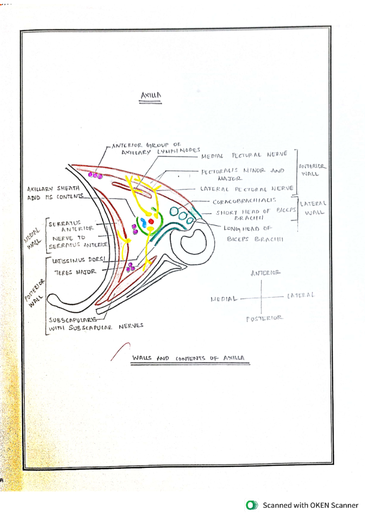 Anatomy record diagrams - AXILLA ANTERIOR GROUP OF AXILLARY LYMPH NODES ...
