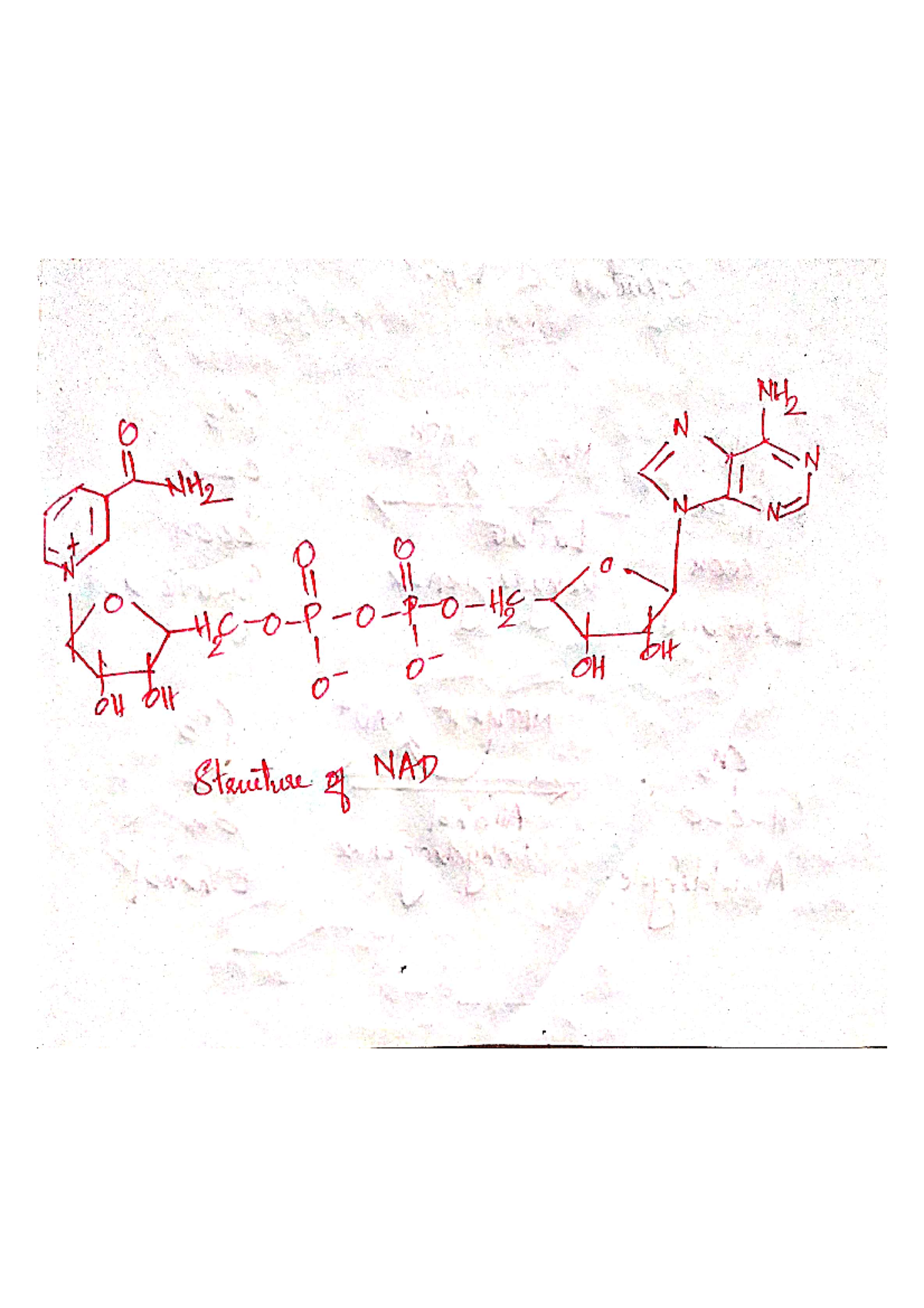 Co enzymes structure - This are Medicinal biochemistry notes for 1sr