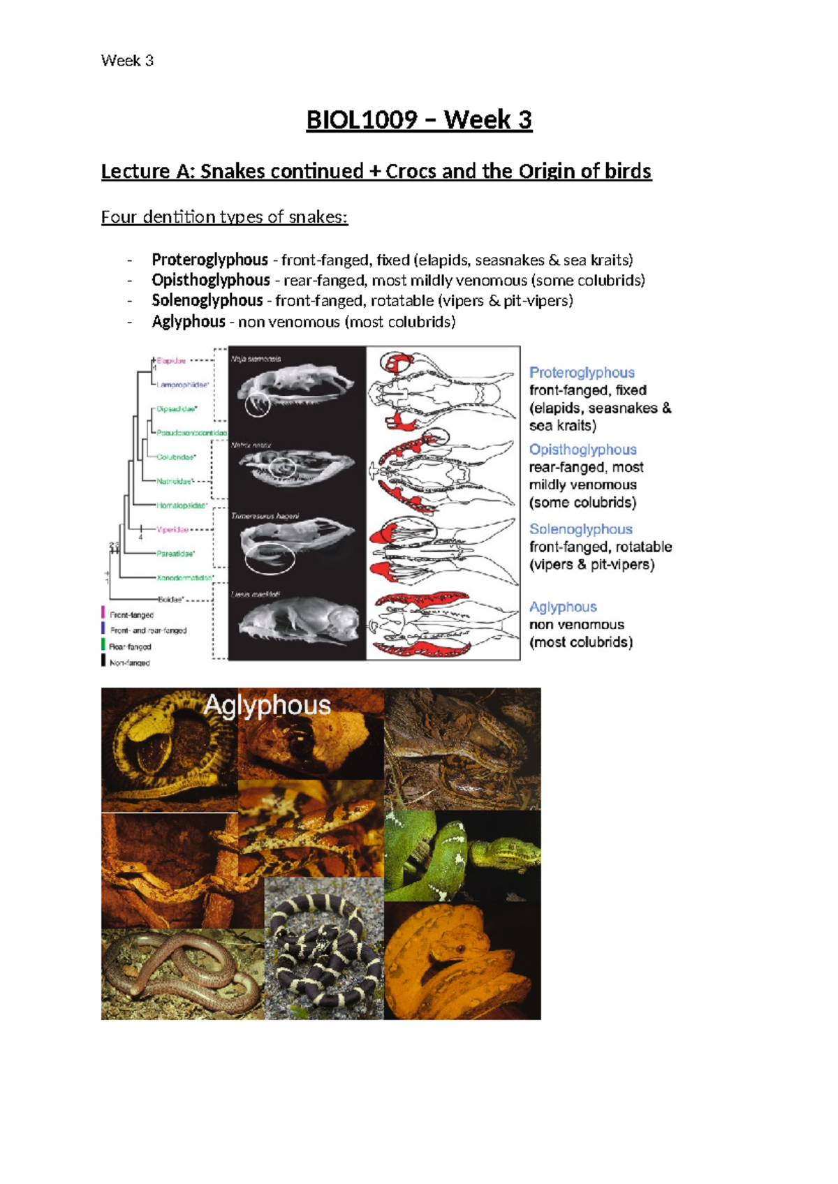 BIOL1009 - W3 Notes - BIOL1009 – Week 3 Lecture A: Snakes continued ...