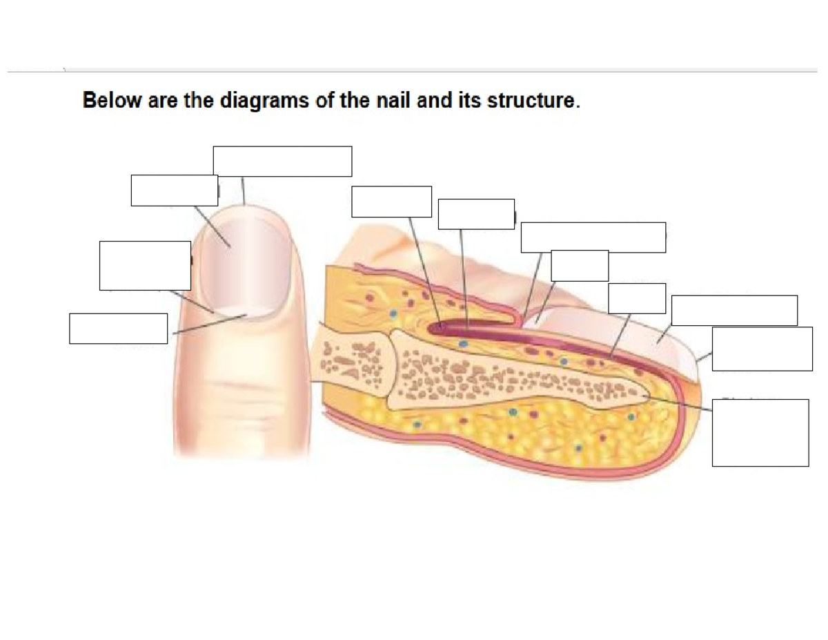 Structures of Nail - lecture - BS Pharmacy - Studocu