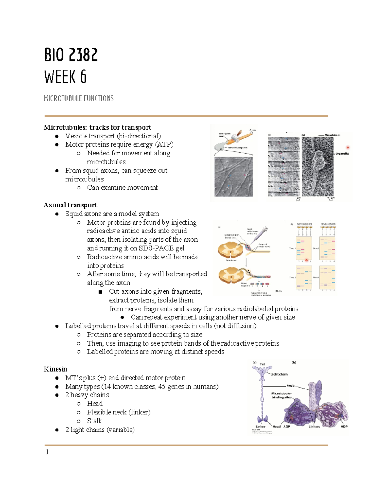 Week+6-1 - cell bio notes - BIO 2382 WEEK 6 MICROTUBULE FUNCTIONS ...
