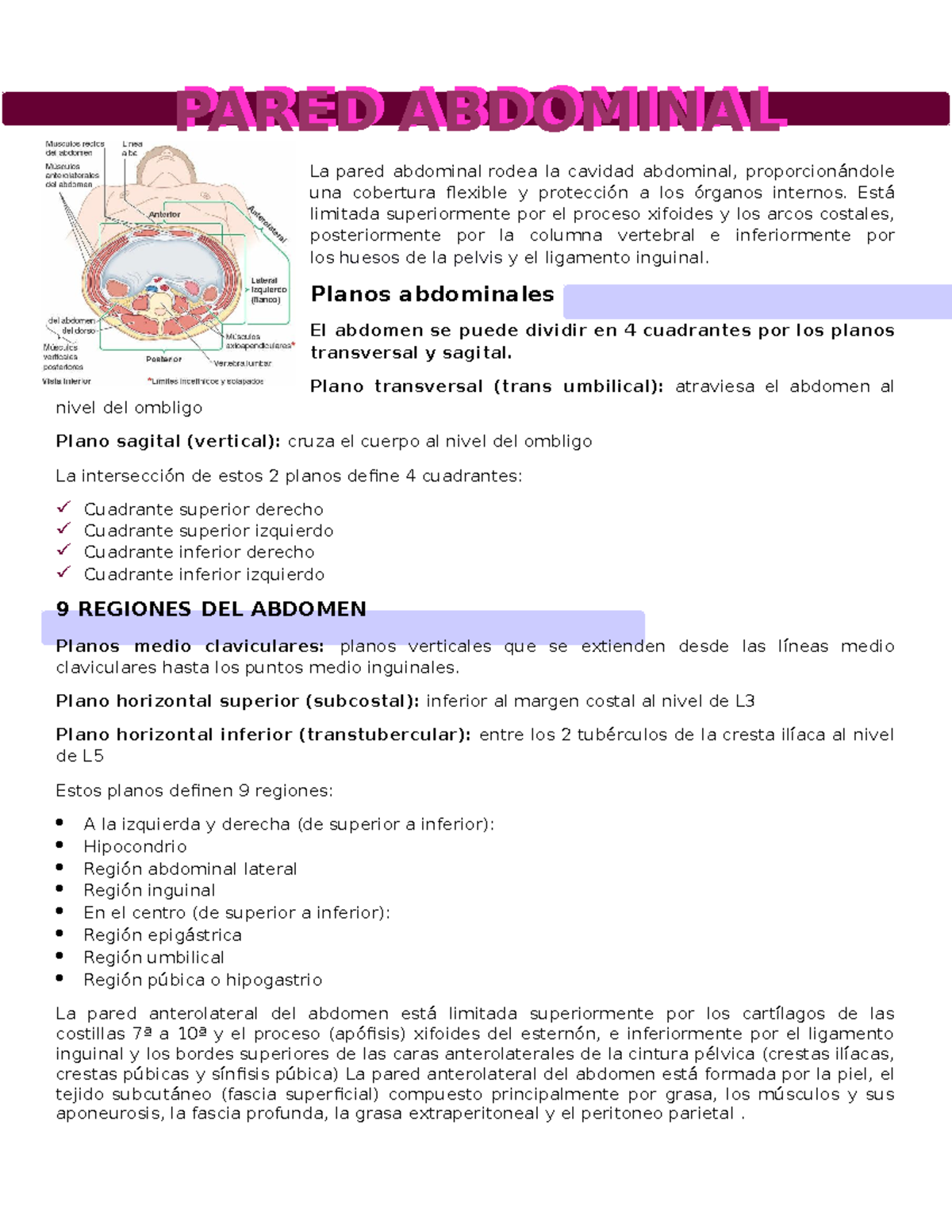 Abdomen - SOLO QUIERO DESCARGAR UN DOCUMENTO - La pared abdominal rodea ...