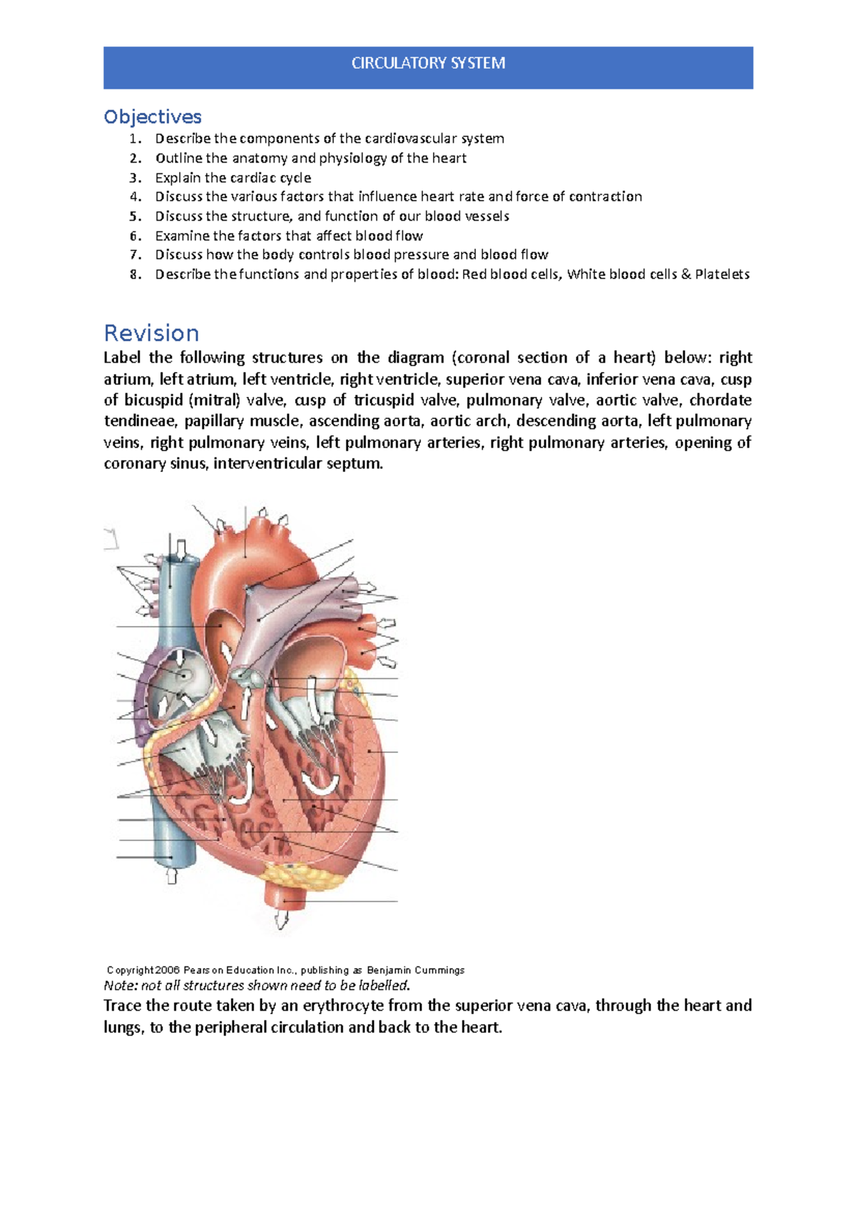 Cardiovascular System Revision Question Sheet - Objectives Describe the ...