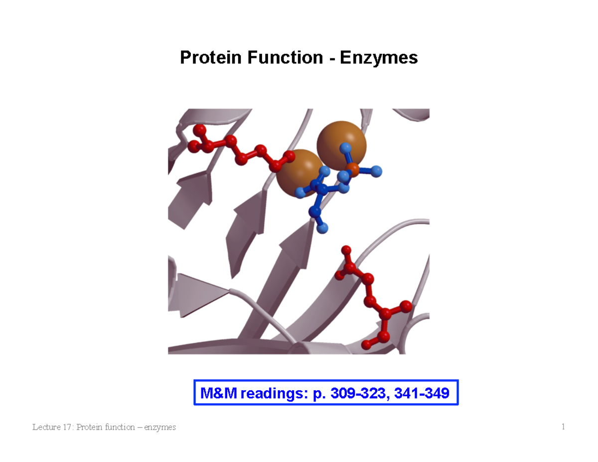 Enzymes Protein Function Enzymes M&M readings p. 309323, 341 1