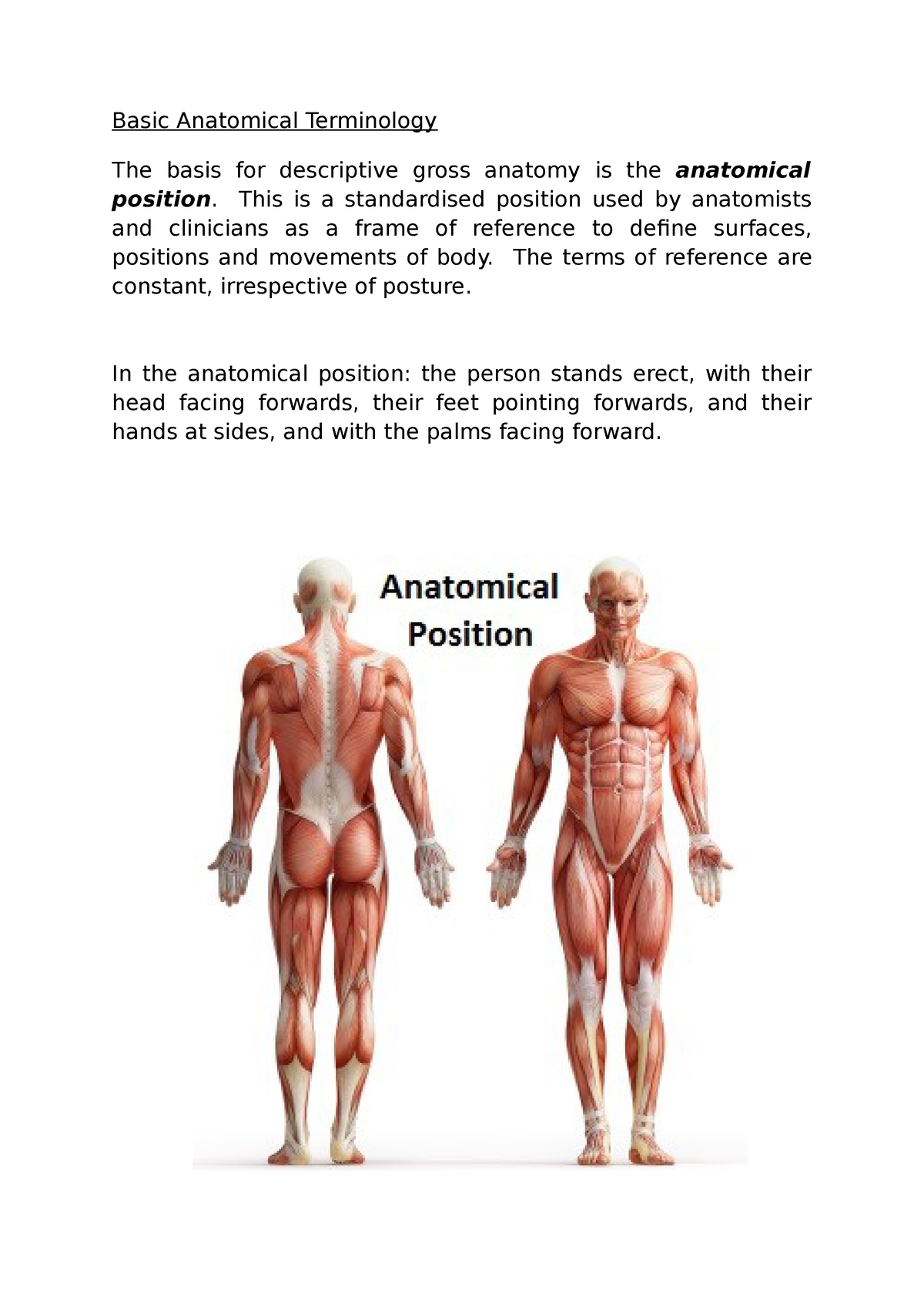 Basic Anatomical Terminology This Is A Standardised Position Used By Anatomists And Clinicians 8690
