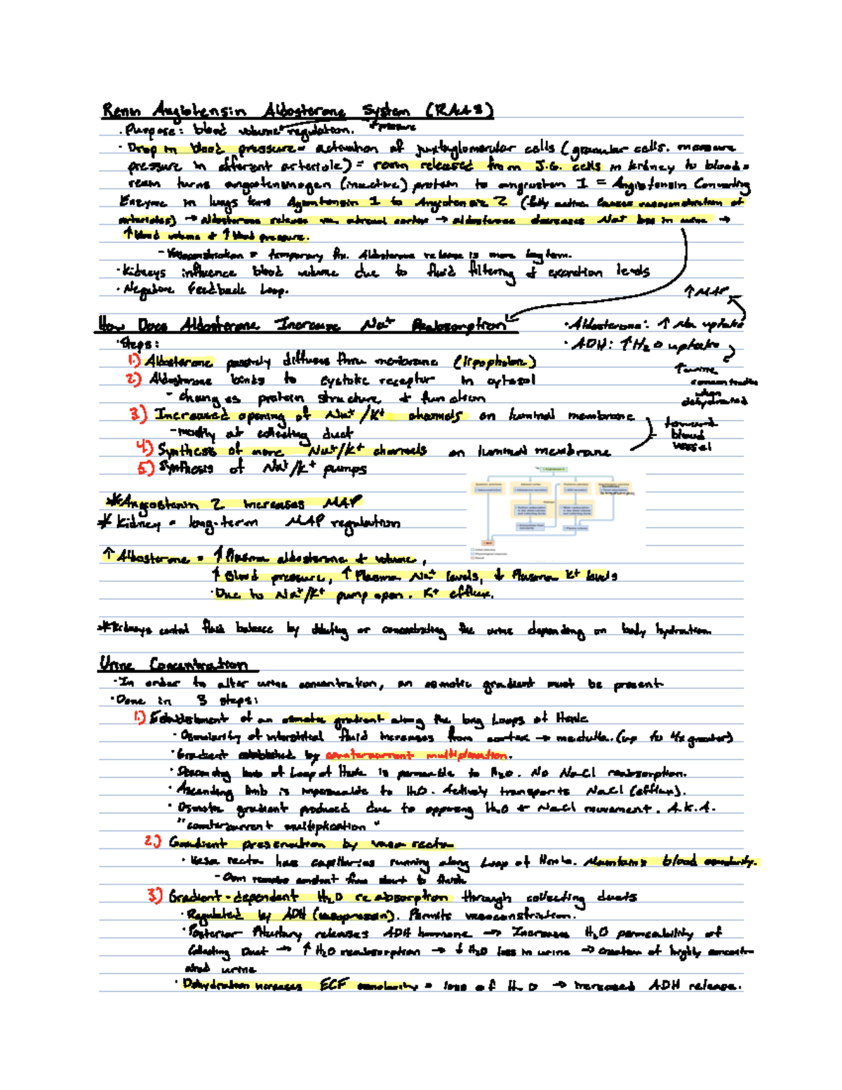 22 - Urinary II - Renin Angiotensin Aldosterone System RAAS Purpose ...