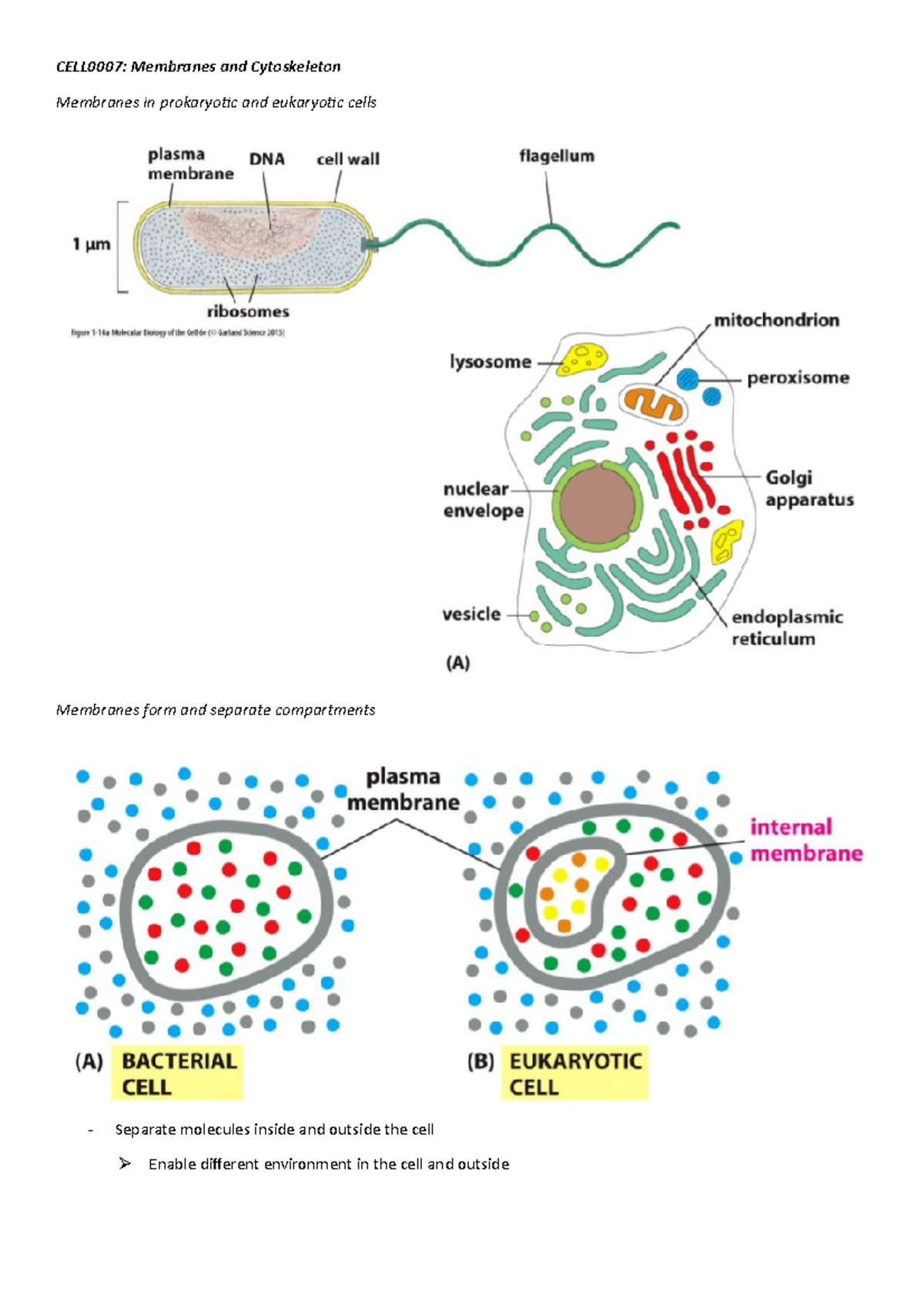 The Cytoskeleton Quizlet - xqxi7pr